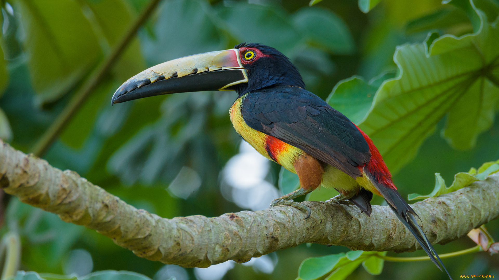 животные, птицы, птица, перья, окрас