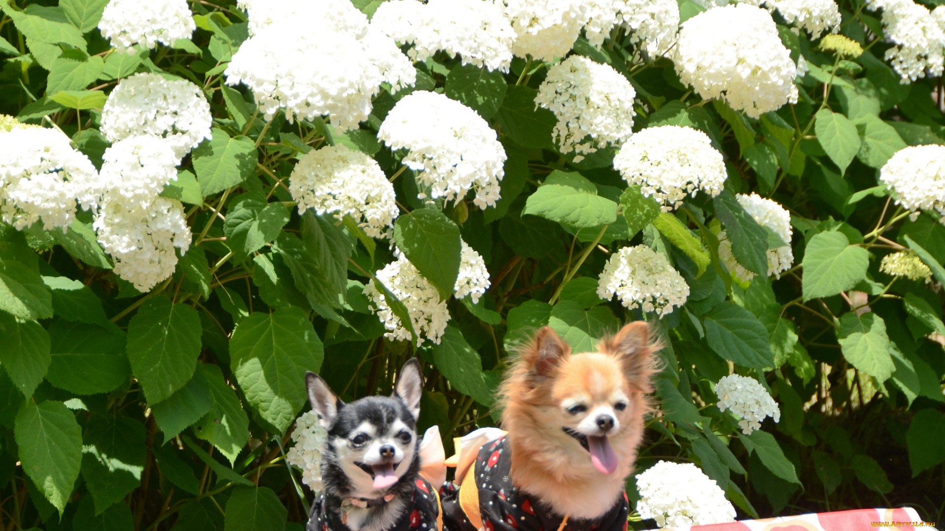 животные, собаки