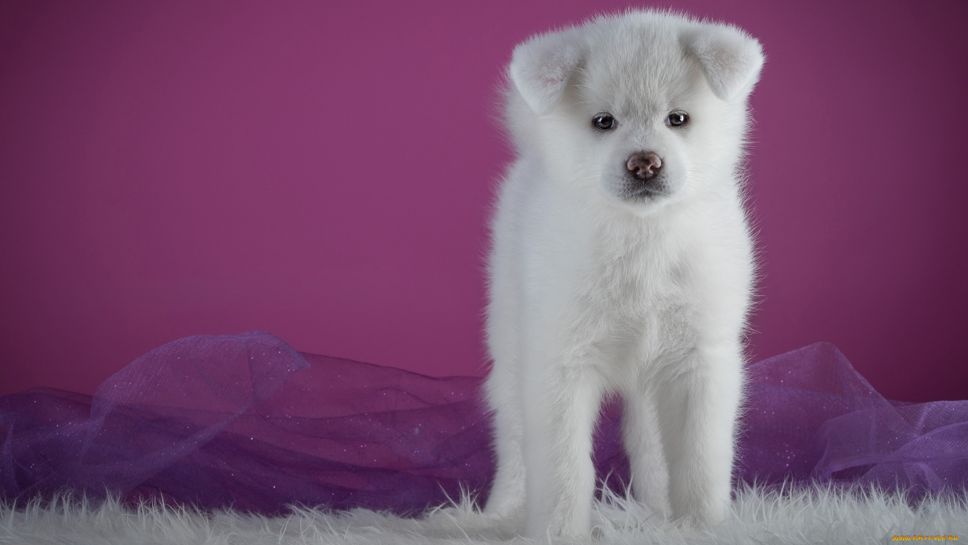 животные, собаки, собака, окрас, шерсть, порода, животное