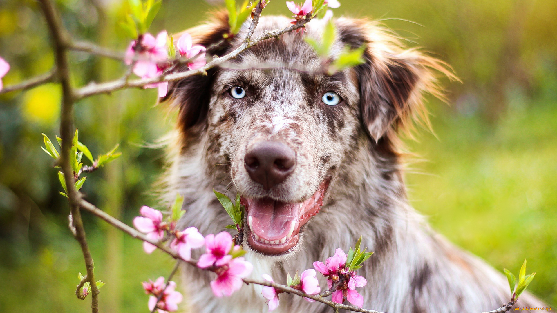 животные, собаки, собака, окрас, шерсть, порода, животное