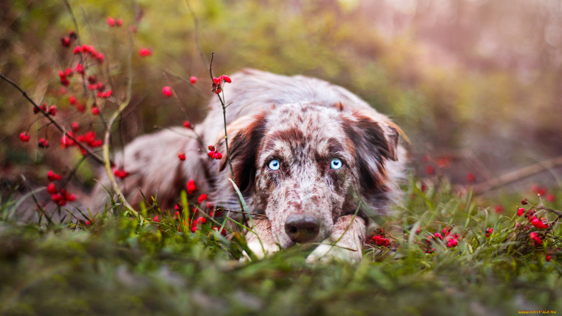 животные, собаки, собака, окрас, шерсть, порода, животное