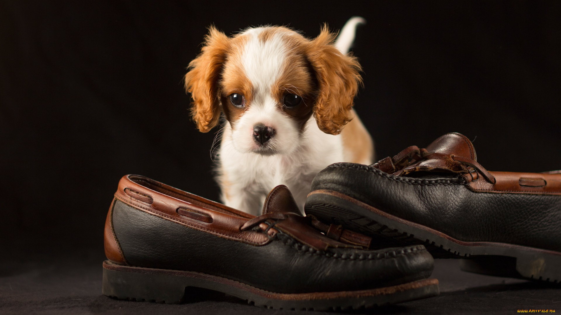 животные, собаки, собака, окрас, шерсть, порода, животное