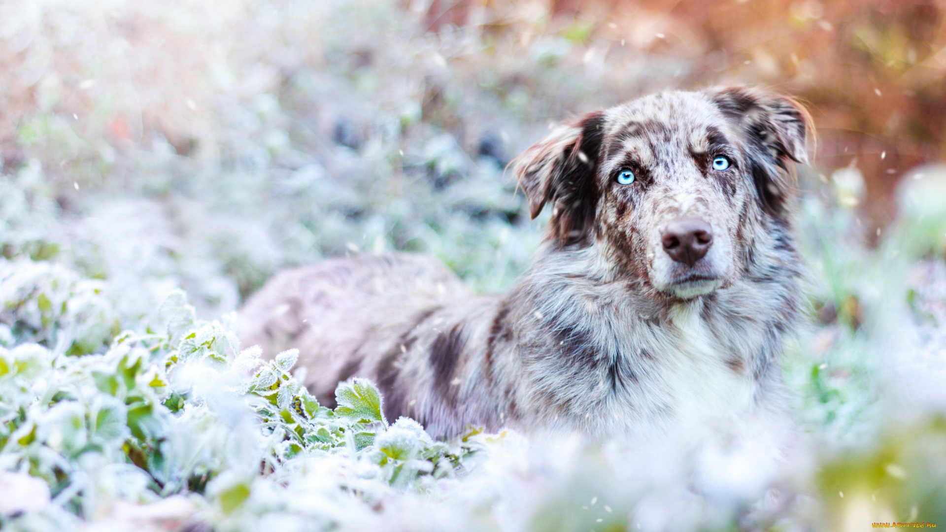 животные, собаки, собака, окрас, шерсть, порода, животное