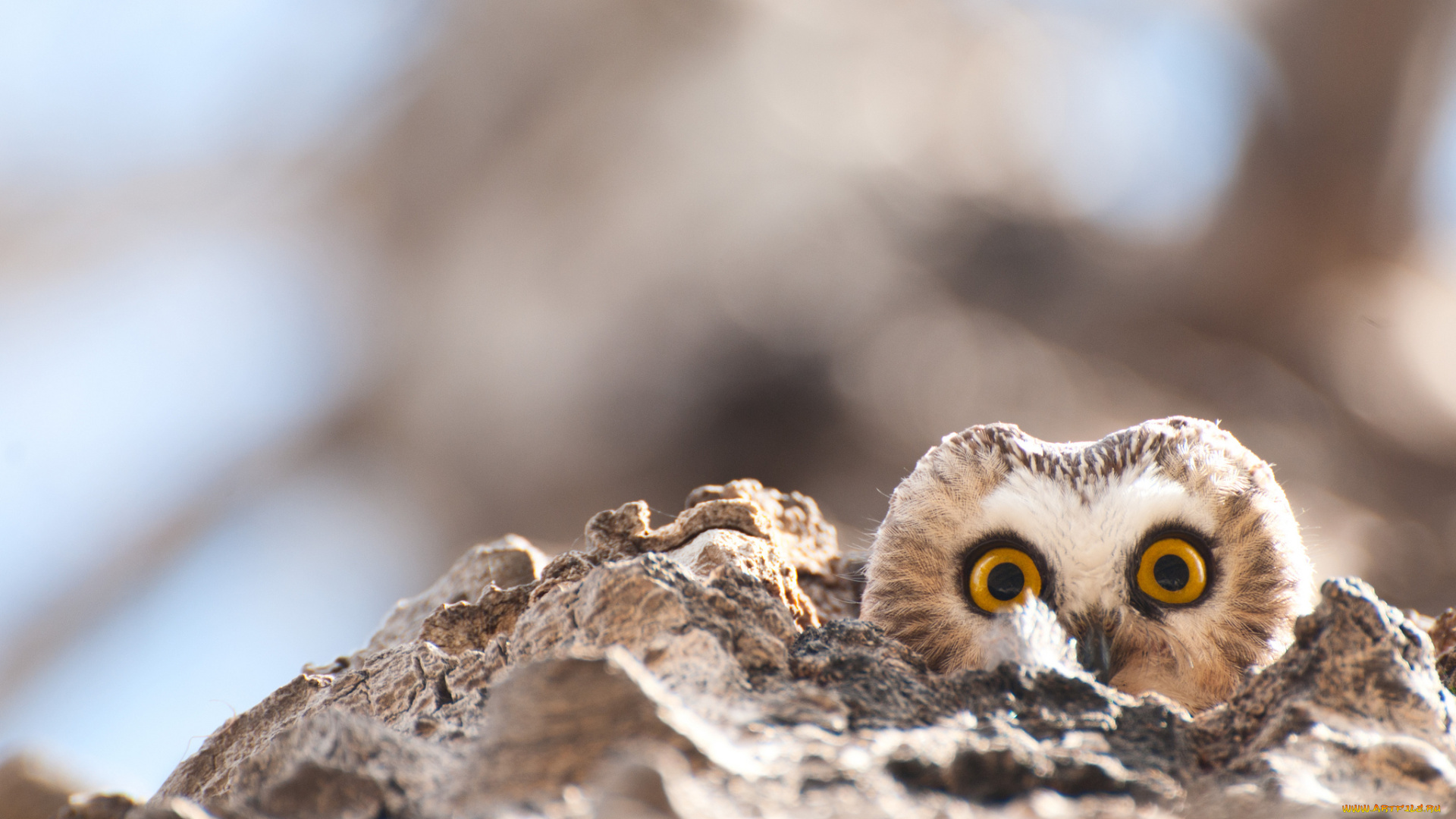 животные, совы, птица, окрас, перья, сова