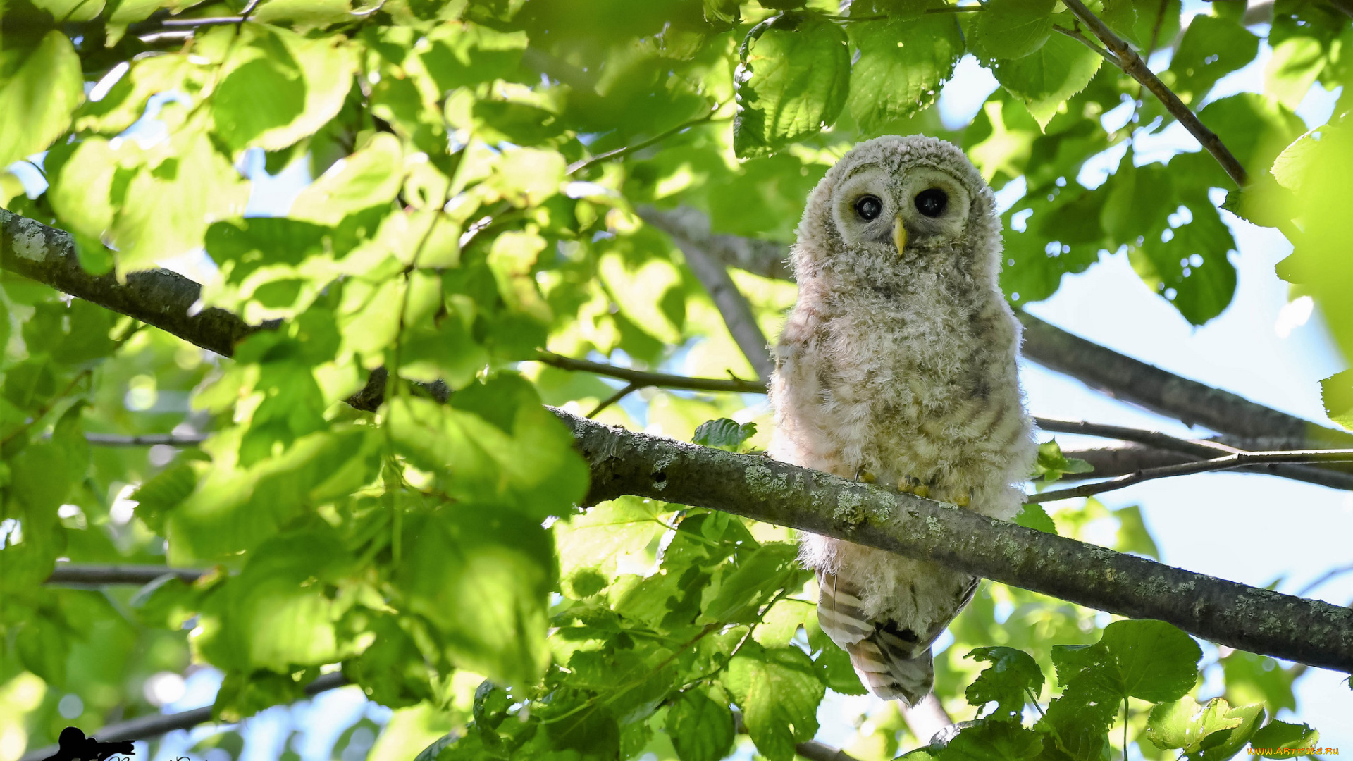 животные, совы, птица, окрас, перья, сова