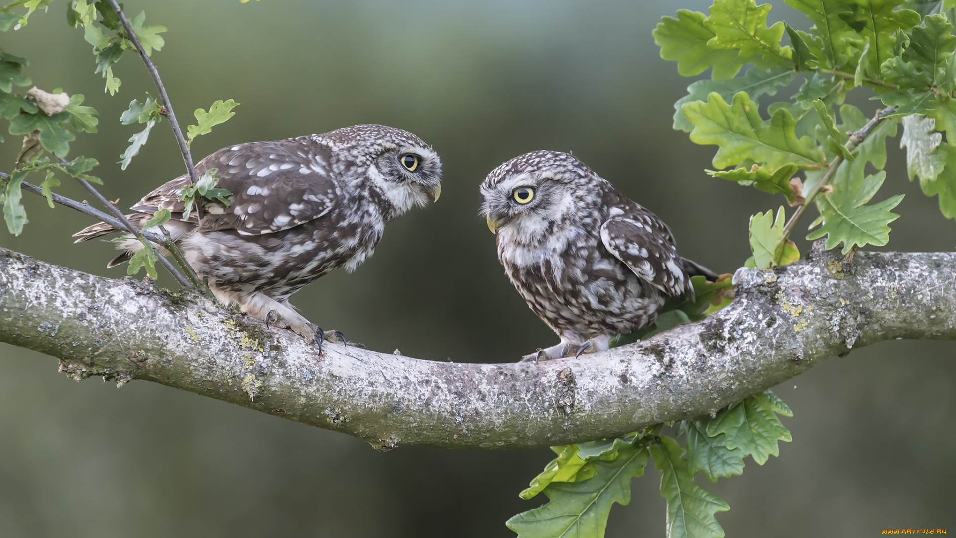животные, совы, сова, птица, окрас, перья