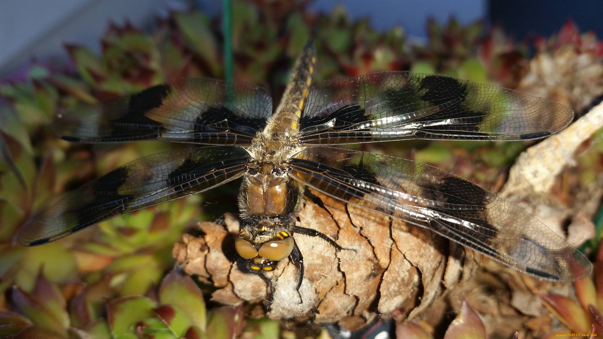 животные, стрекозы, стрекоза