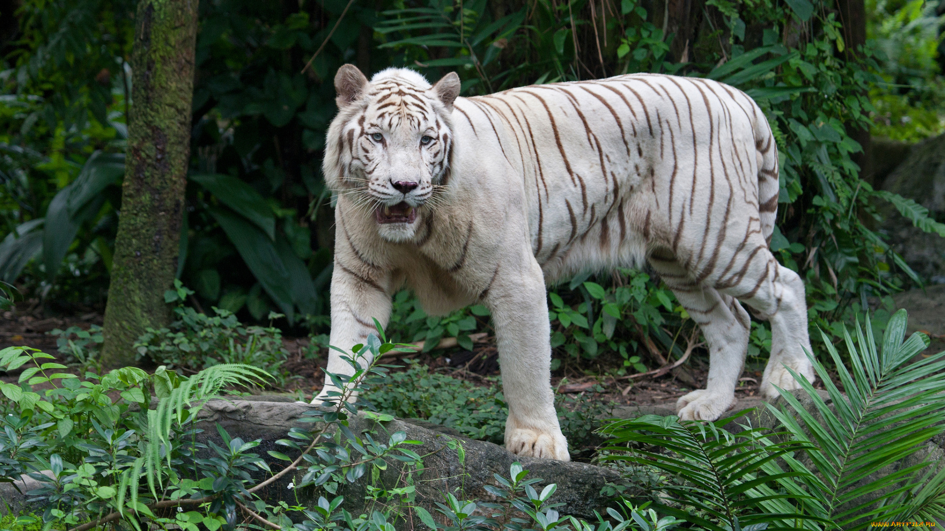 животные, тигры, тигр, отдых, кошка, амурский