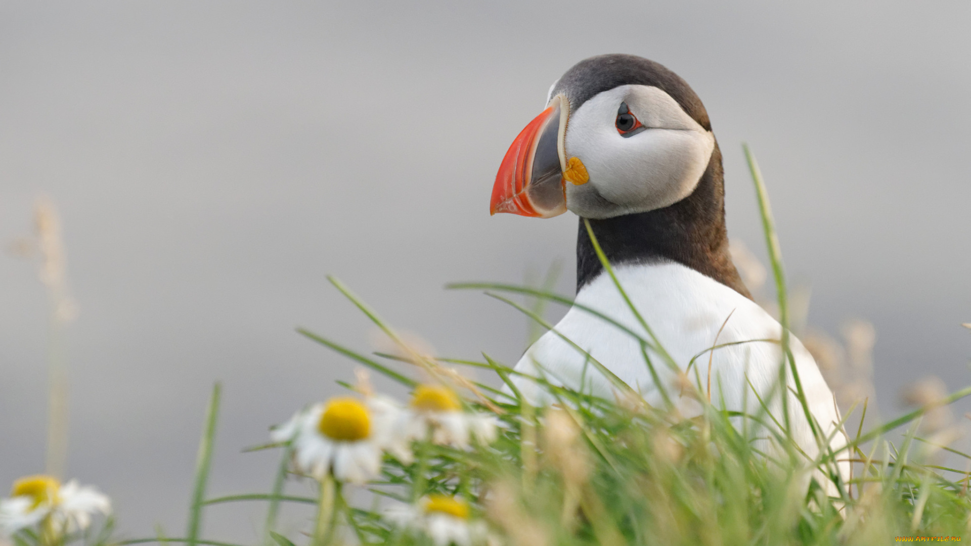 животные, тупики, птица, перья, окрас, тупик