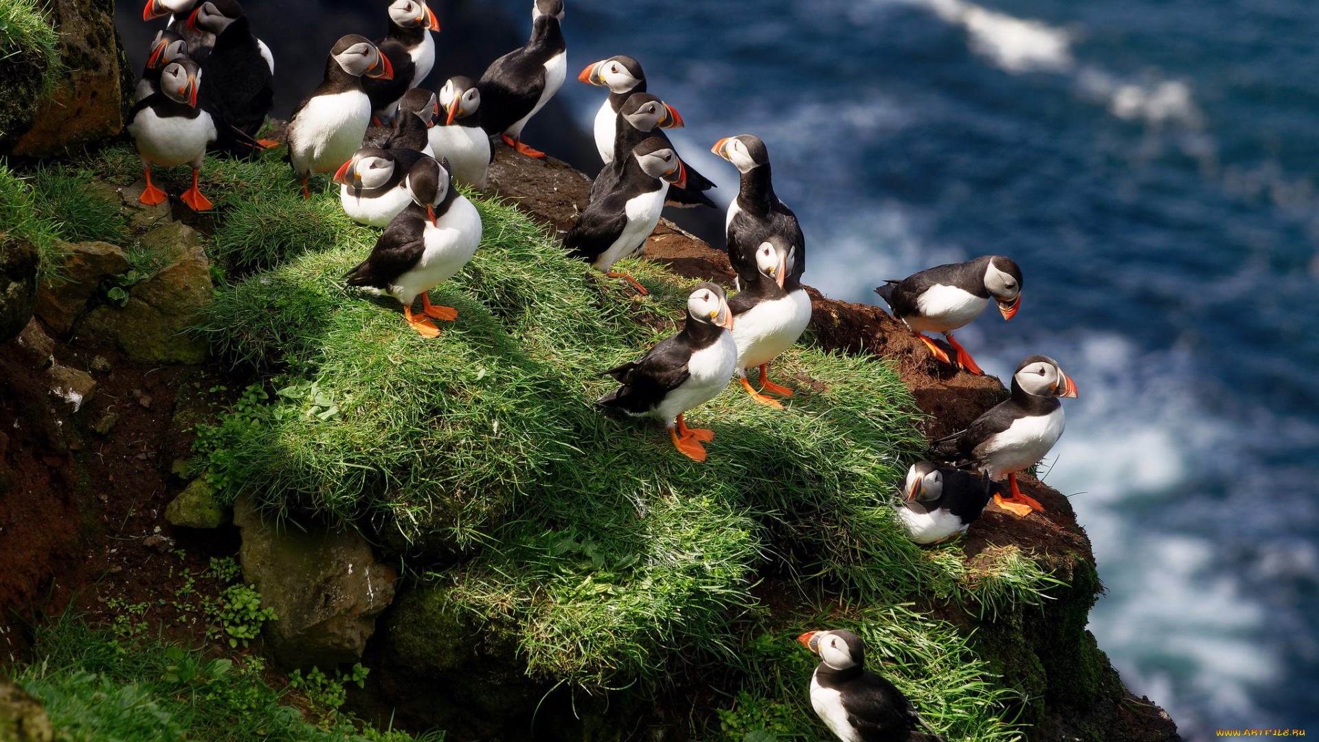 животные, тупики, тупик, птица, окрас