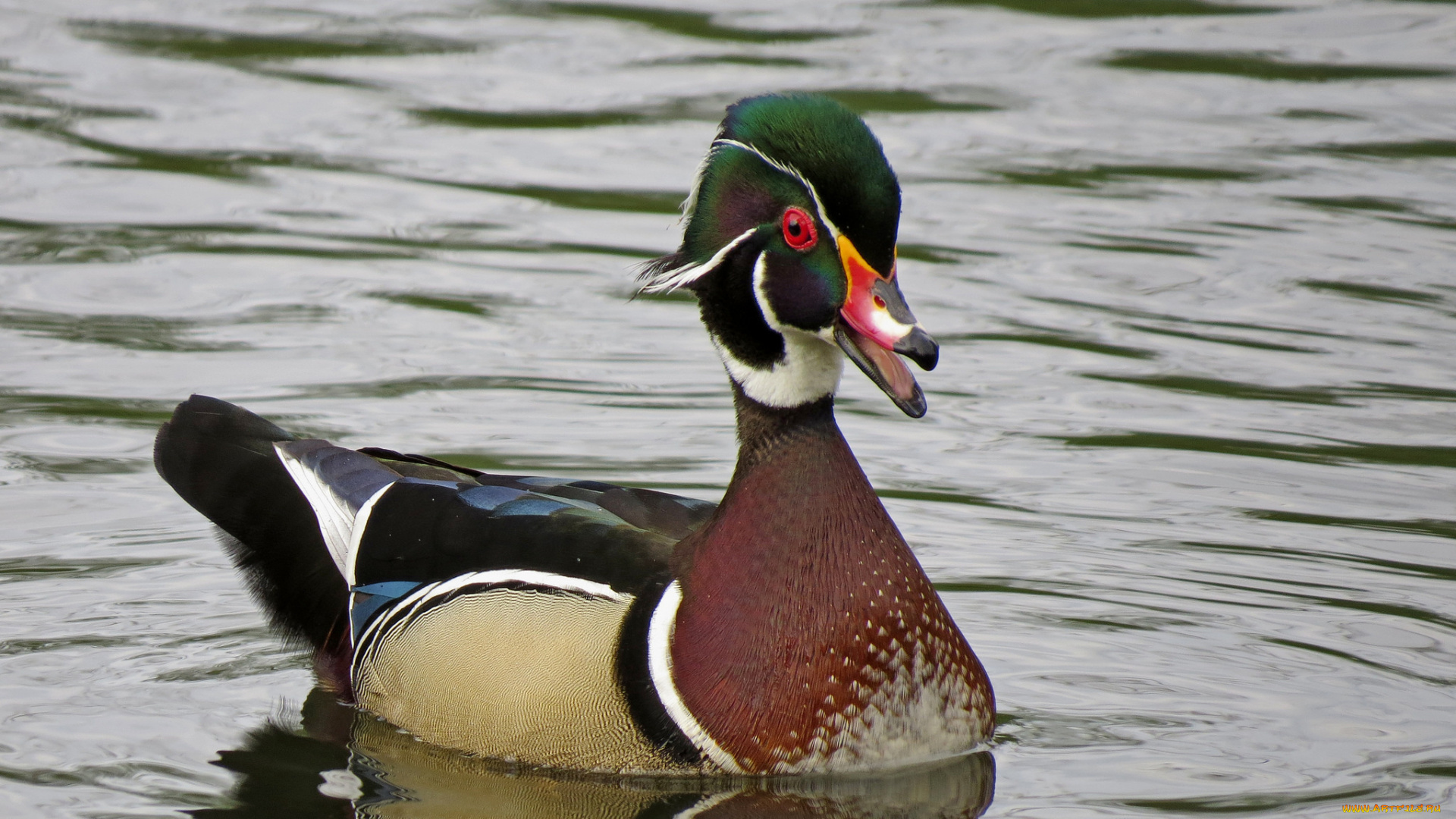 животные, утки, утка
