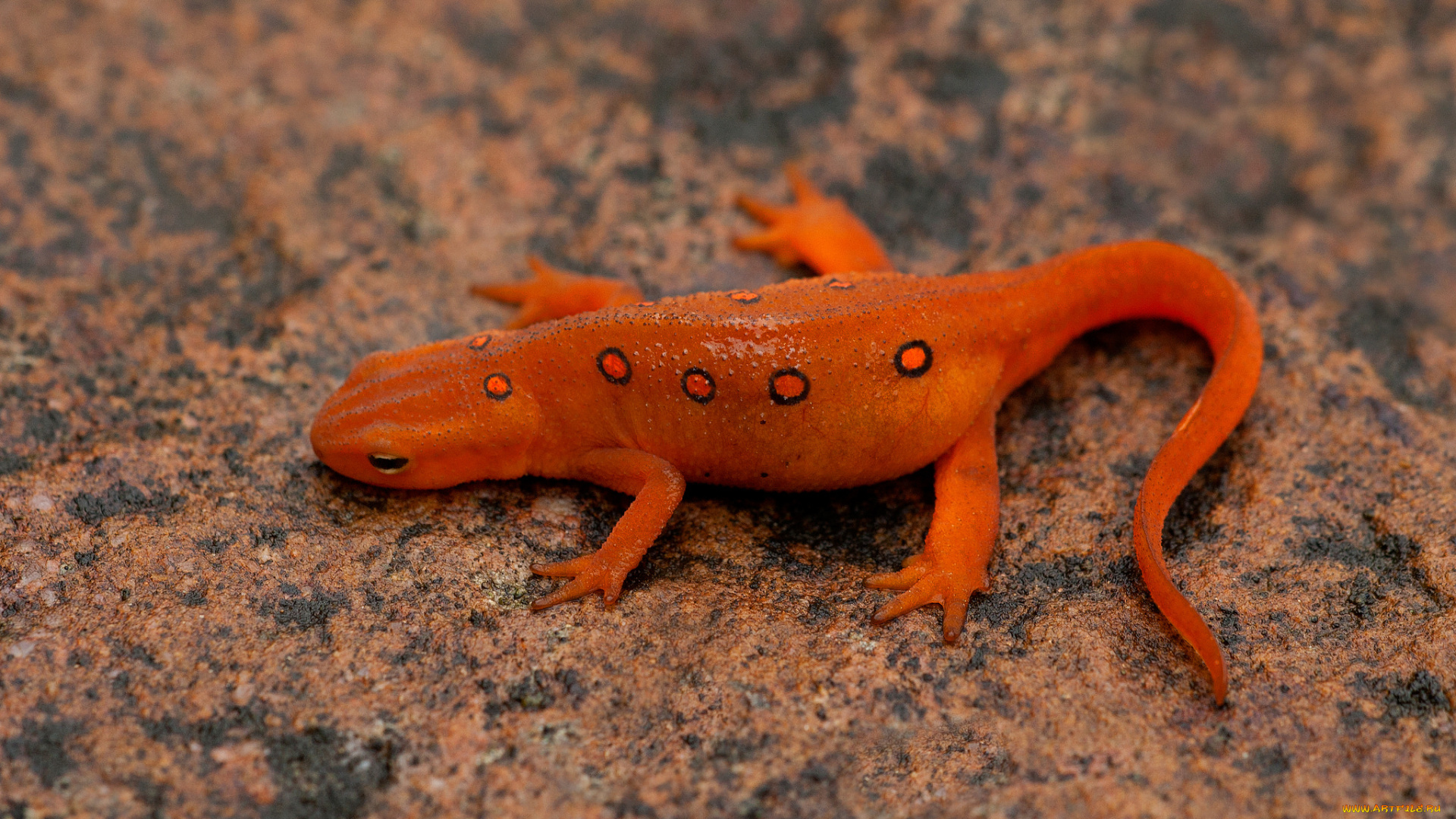 животные, Ящерицы, , игуаны, , вараны, цветок, язык, ящерица