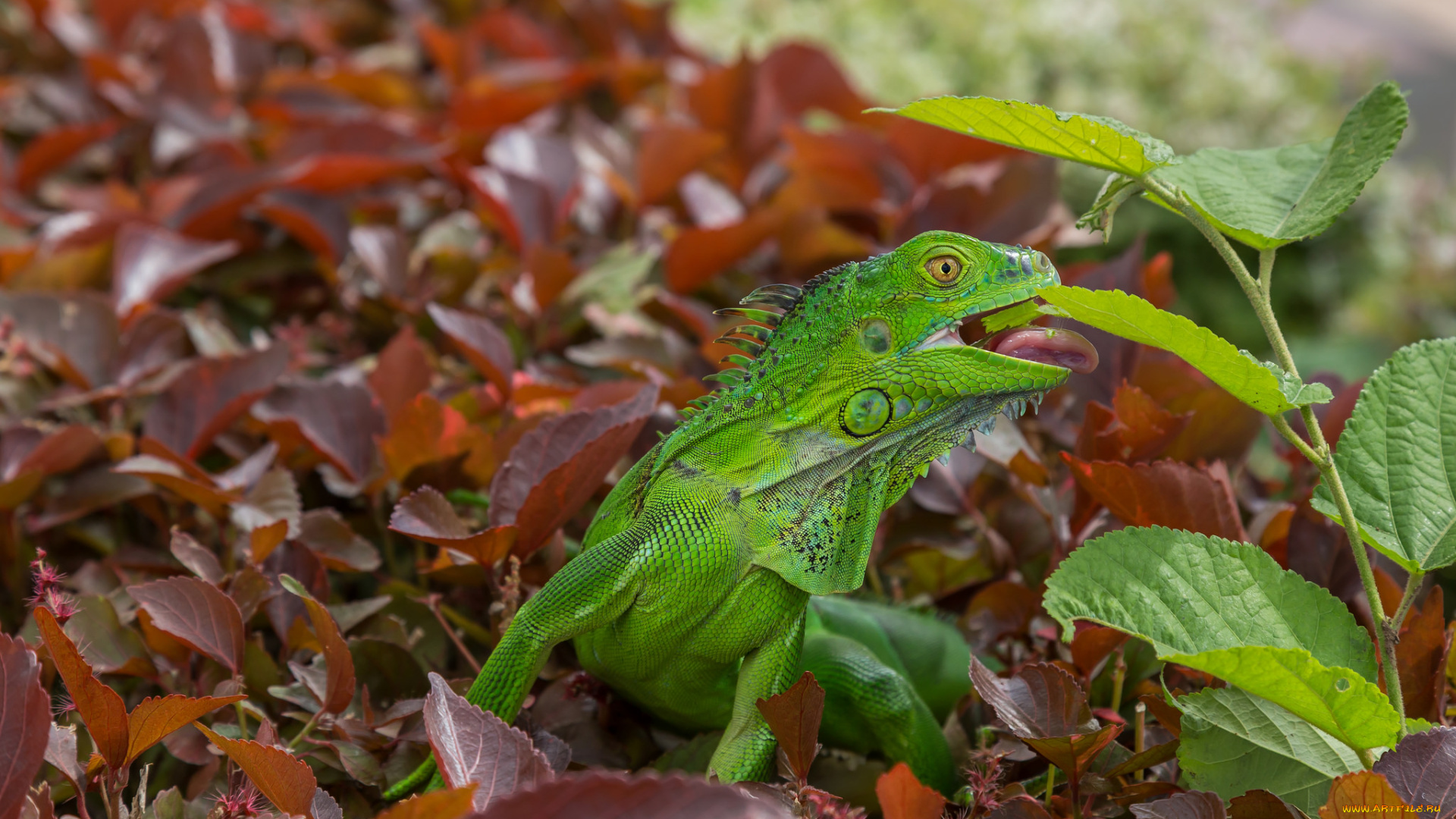 животные, Ящерицы, , игуаны, , вараны, ящерица, окрас