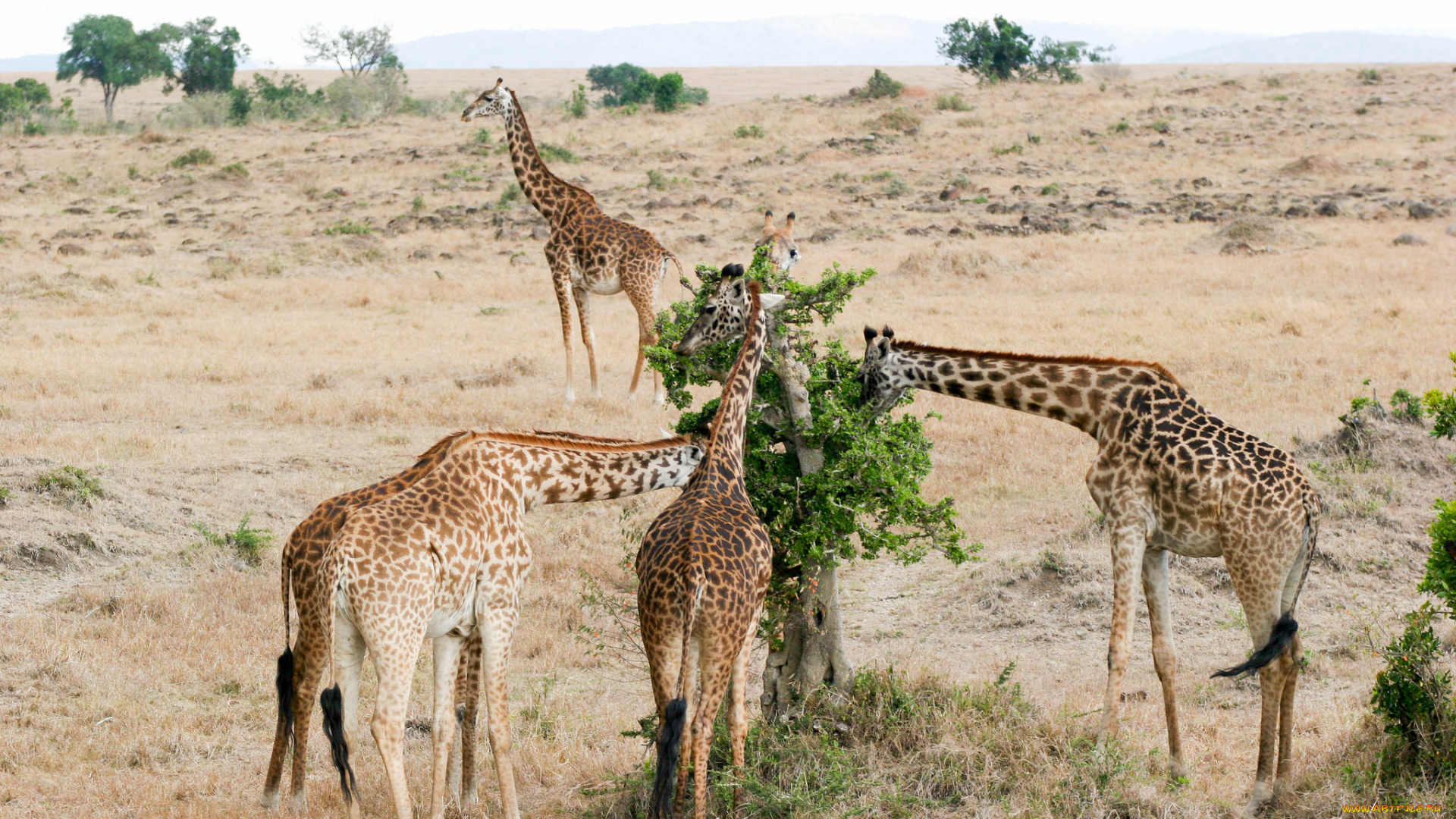 животные, жирафы, животное, окрас, жираф