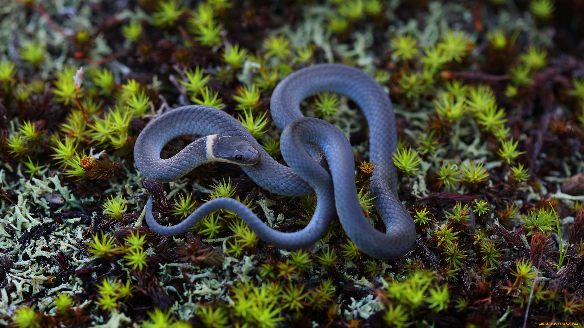 животные, змеи, , питоны, , кобры, окрас, змея