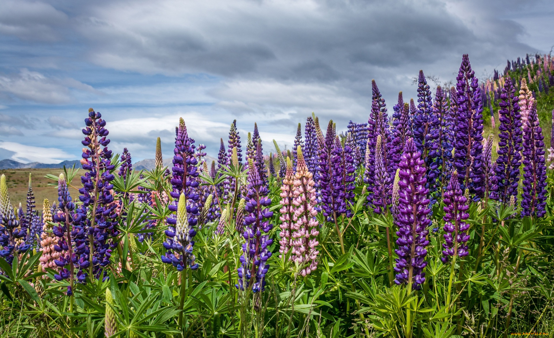 цветы, луговые, , полевые, , цветы, цветок