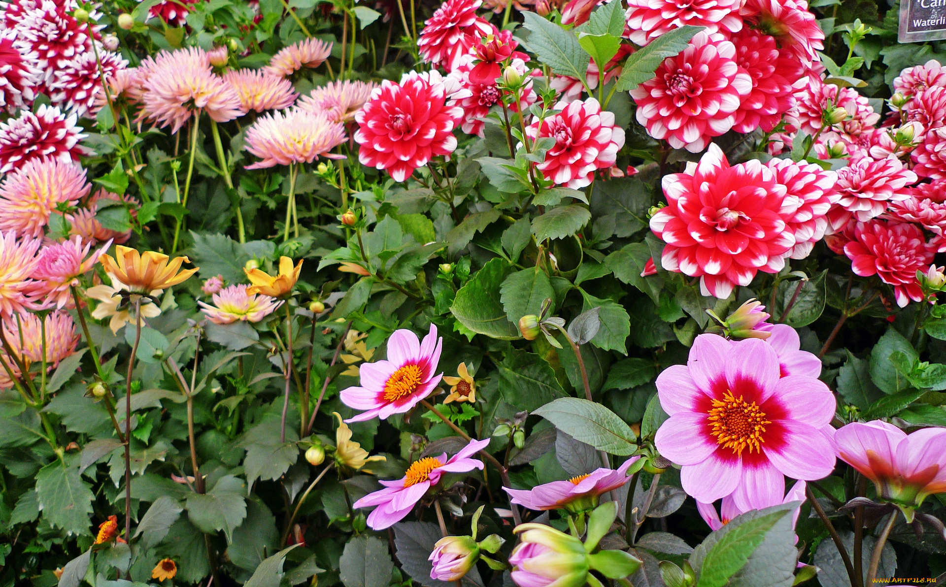 цветы, цветок