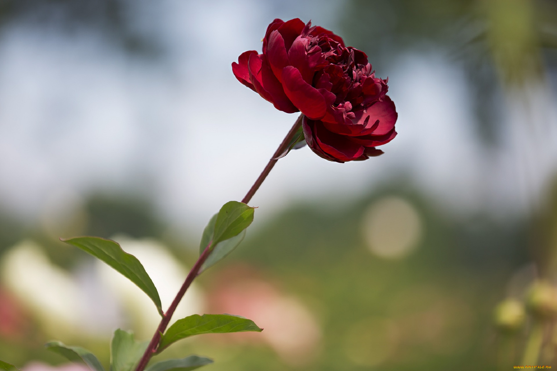 цветы, пионы, цветение, листья, лепестки, бутон, пион