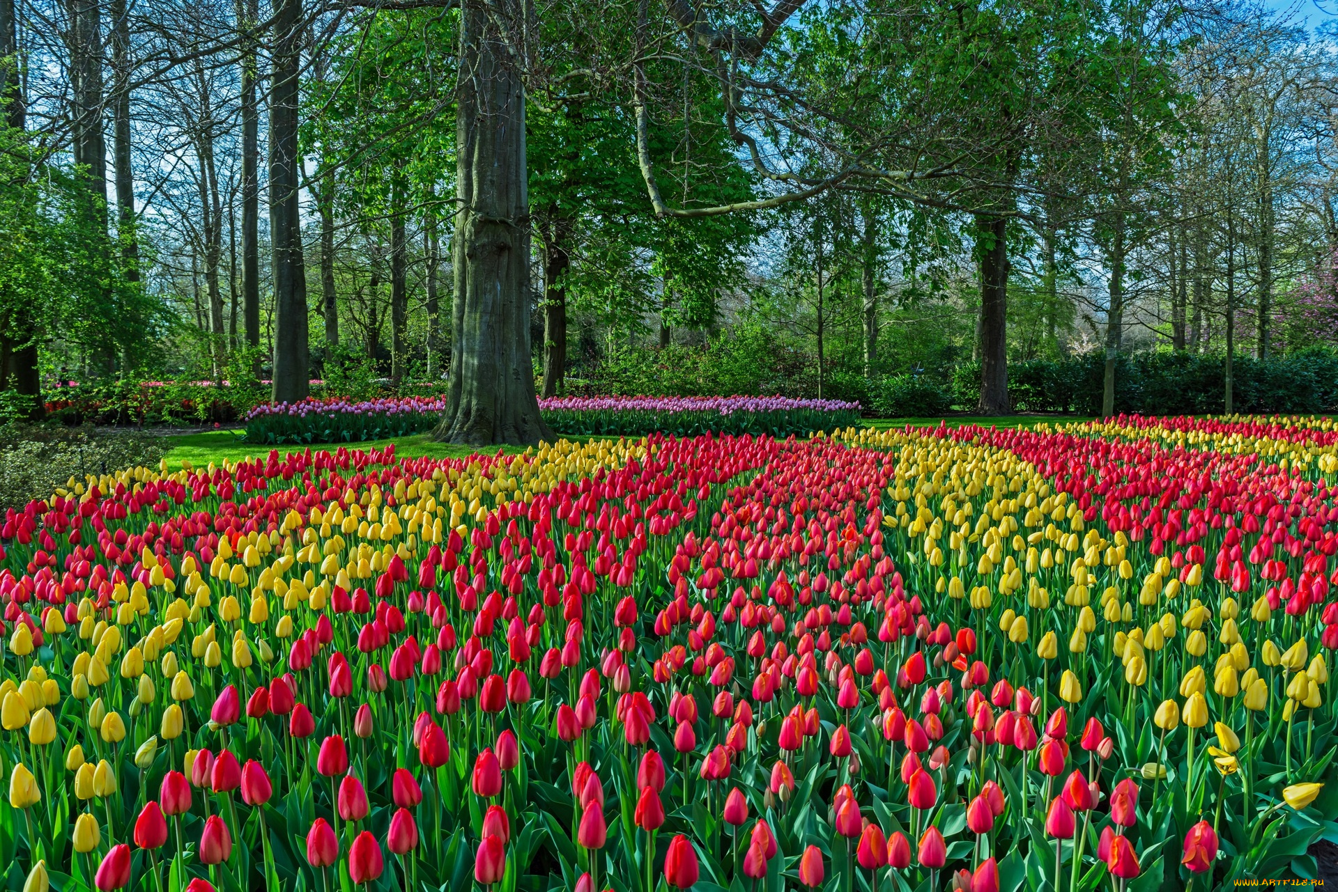 цветы, тюльпаны, цветок