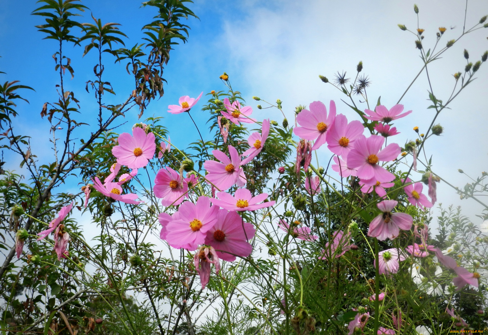 цветы, космея, цветок
