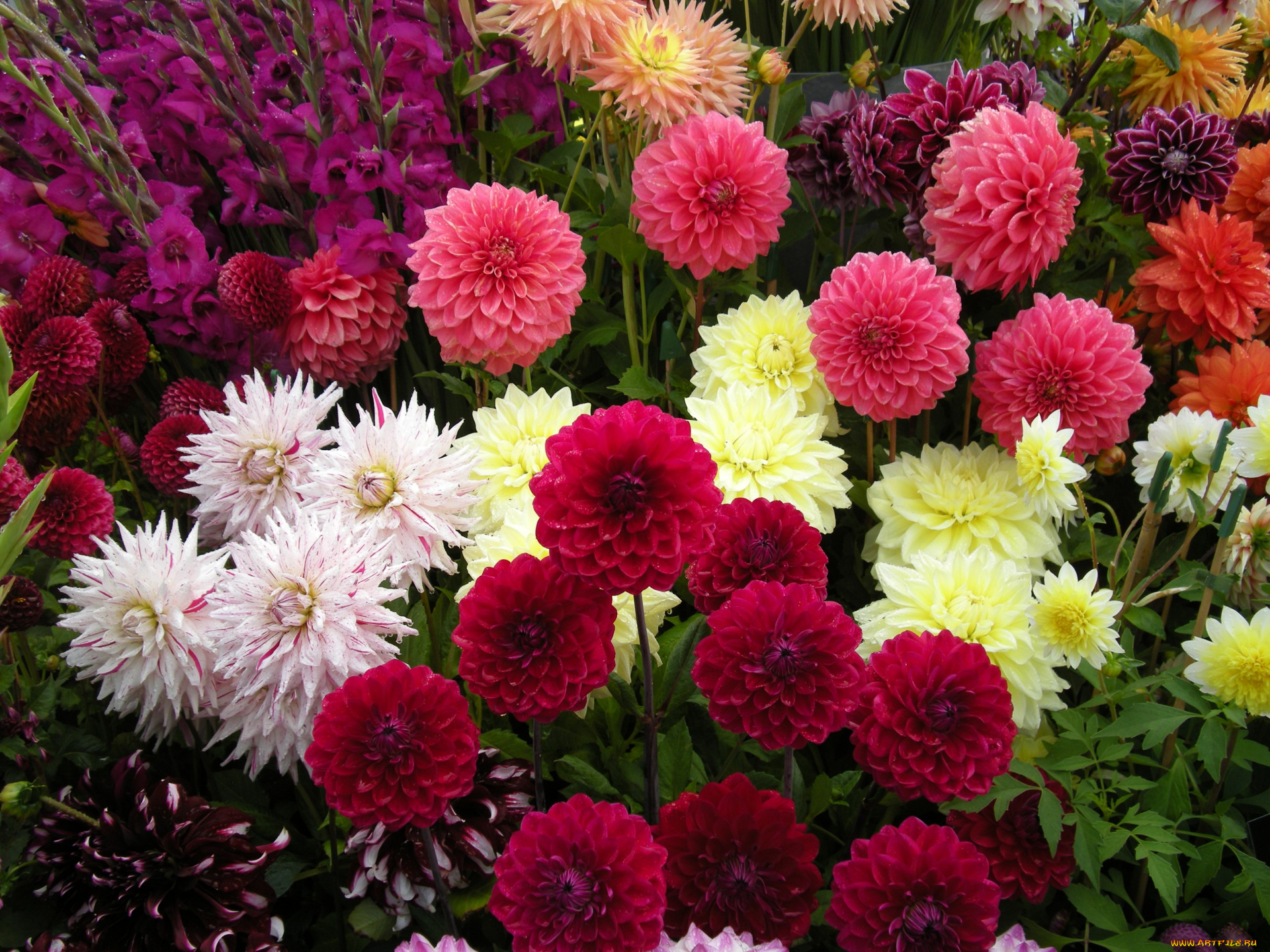 цветы, георгины, цветок