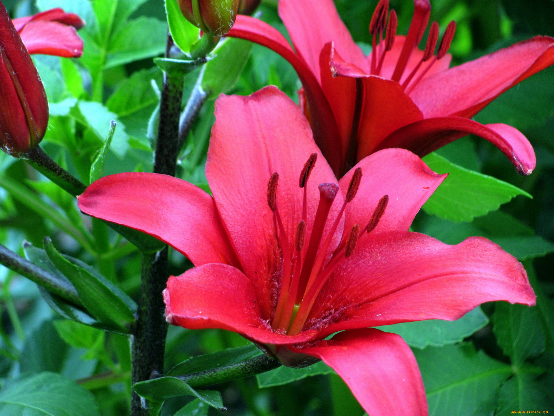 цветы, лилии, , лилейники, красный