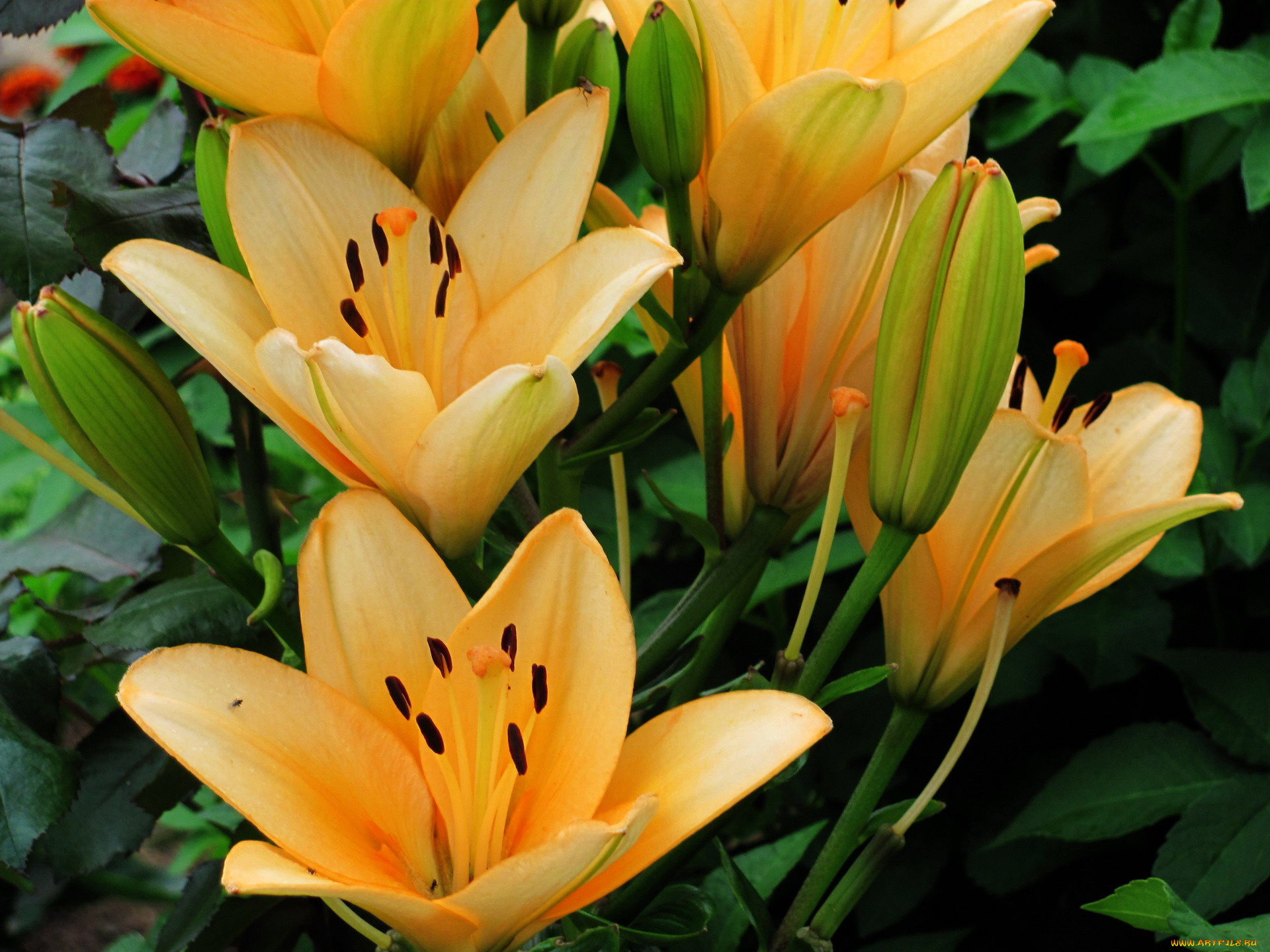 цветы, лилии, , лилейники, персиковый