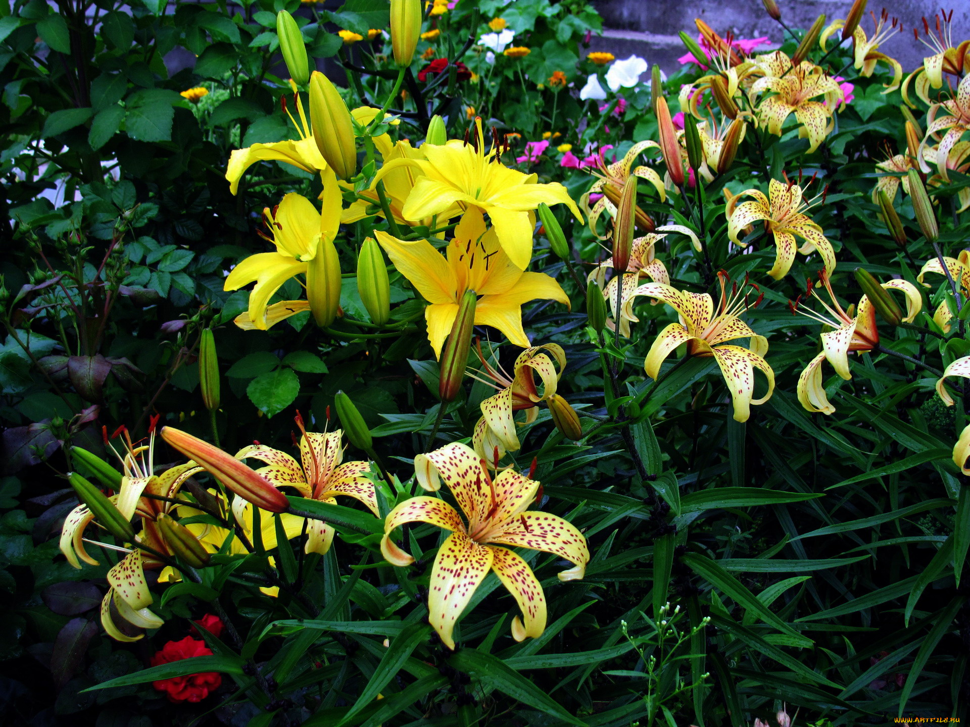 цветы, лилии, , лилейники, пестрый, желтый