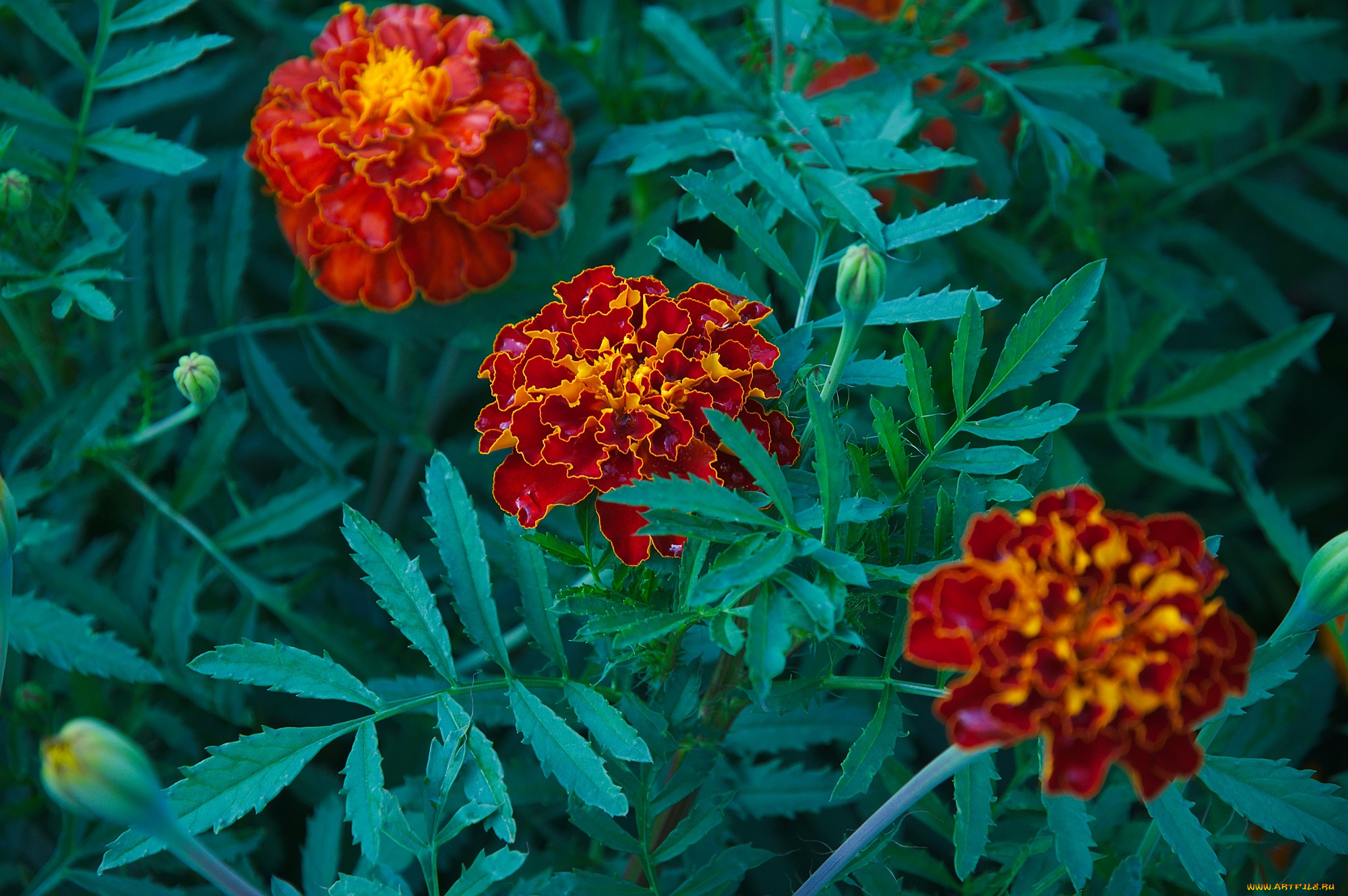 цветы, бархатцы, flowering, orange, yellow, цветение, кустики, желтые, marigold, bushes