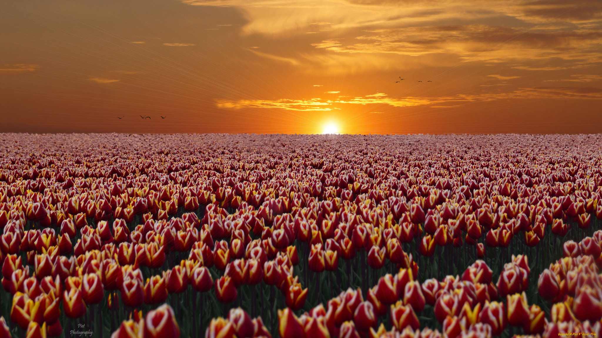 цветы, тюльпаны, цветение, много, разноцветные, лепестки