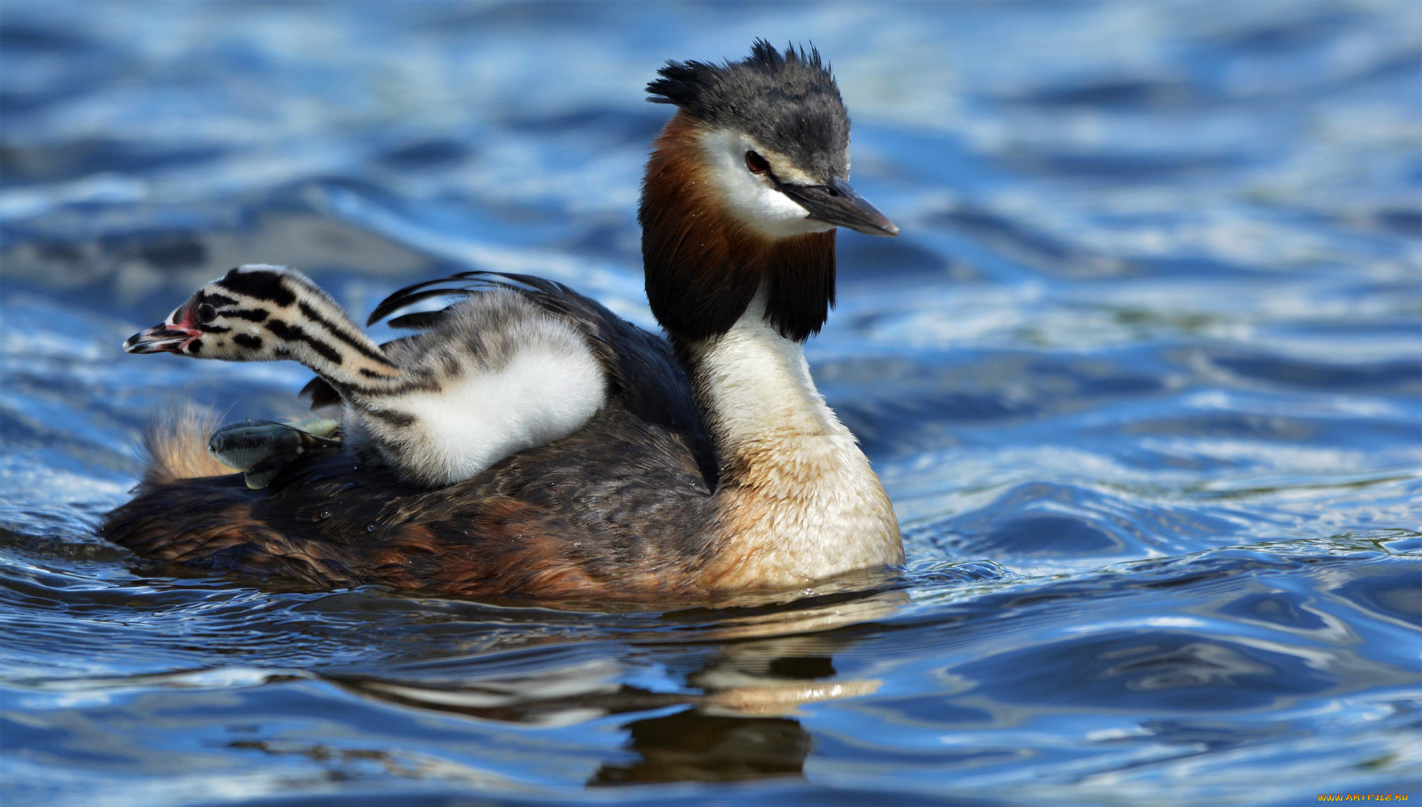 животные, Чомги, , поганки, перья, птица, чомга