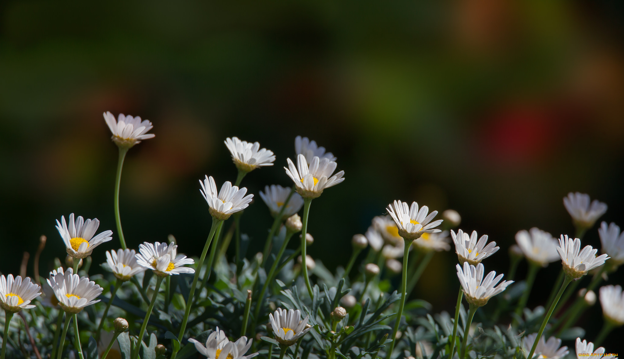 цветы, ромашки, поле, цветение