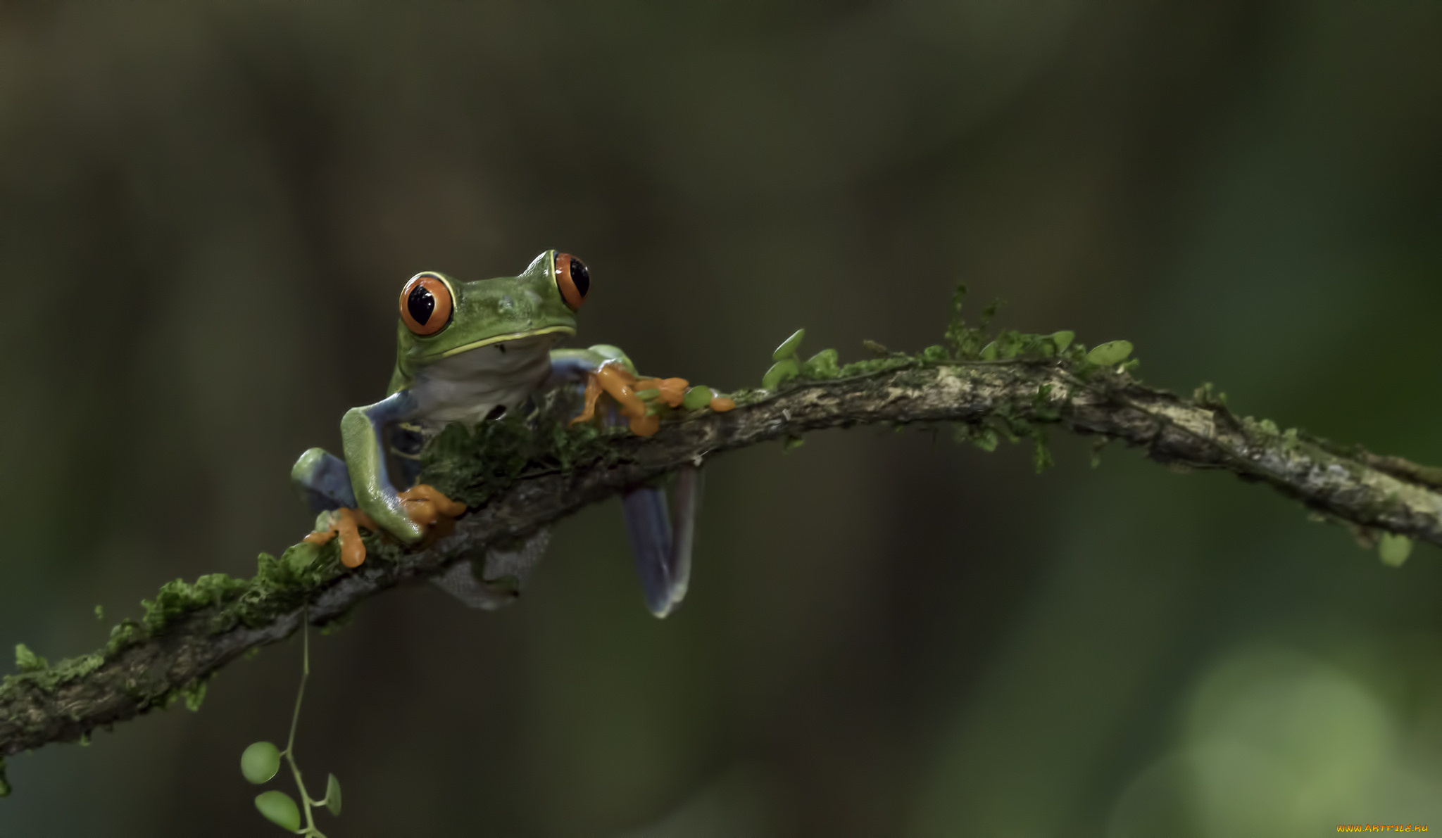 животные, лягушки, вода, окрас, лягушка