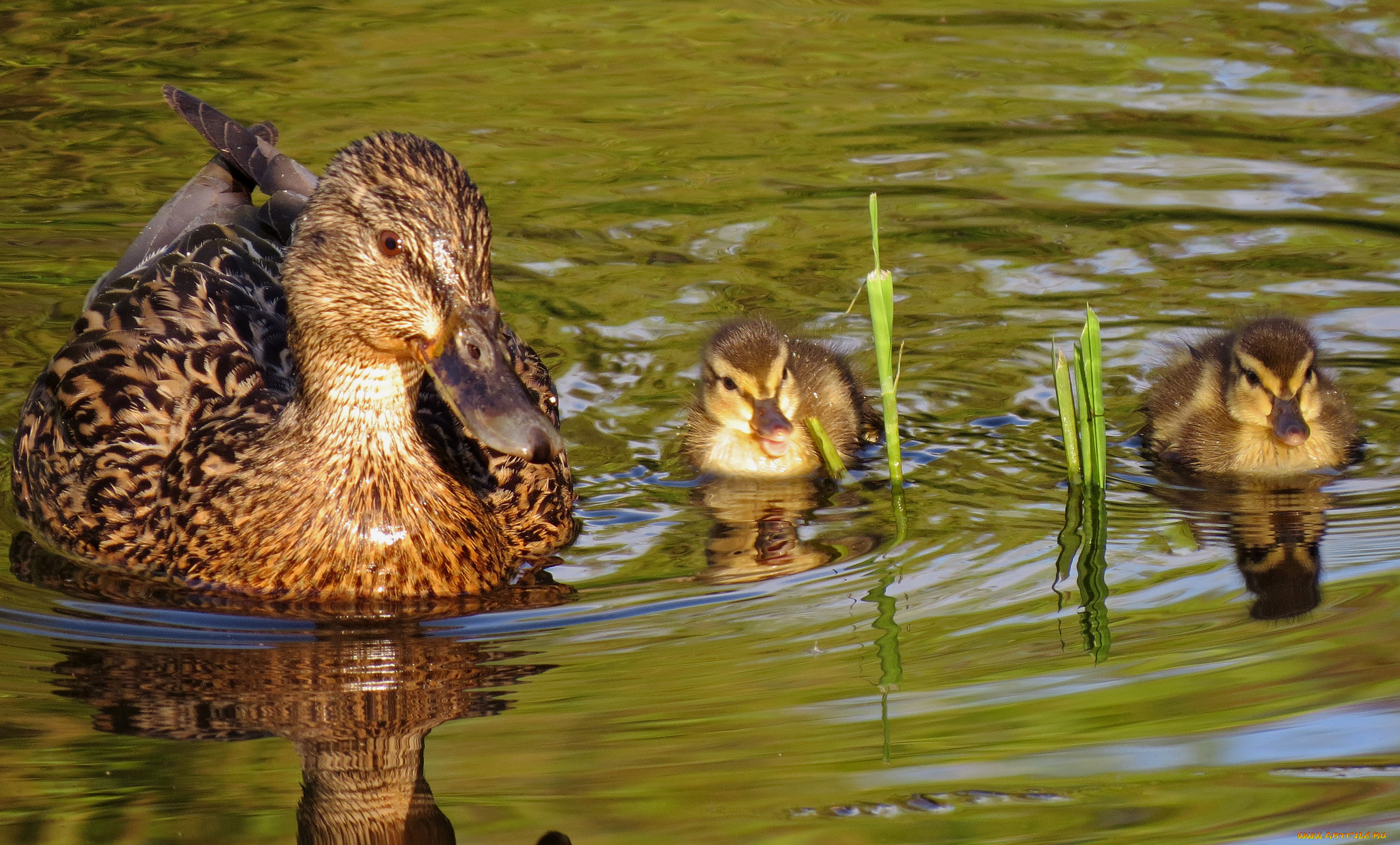 животные, утки
