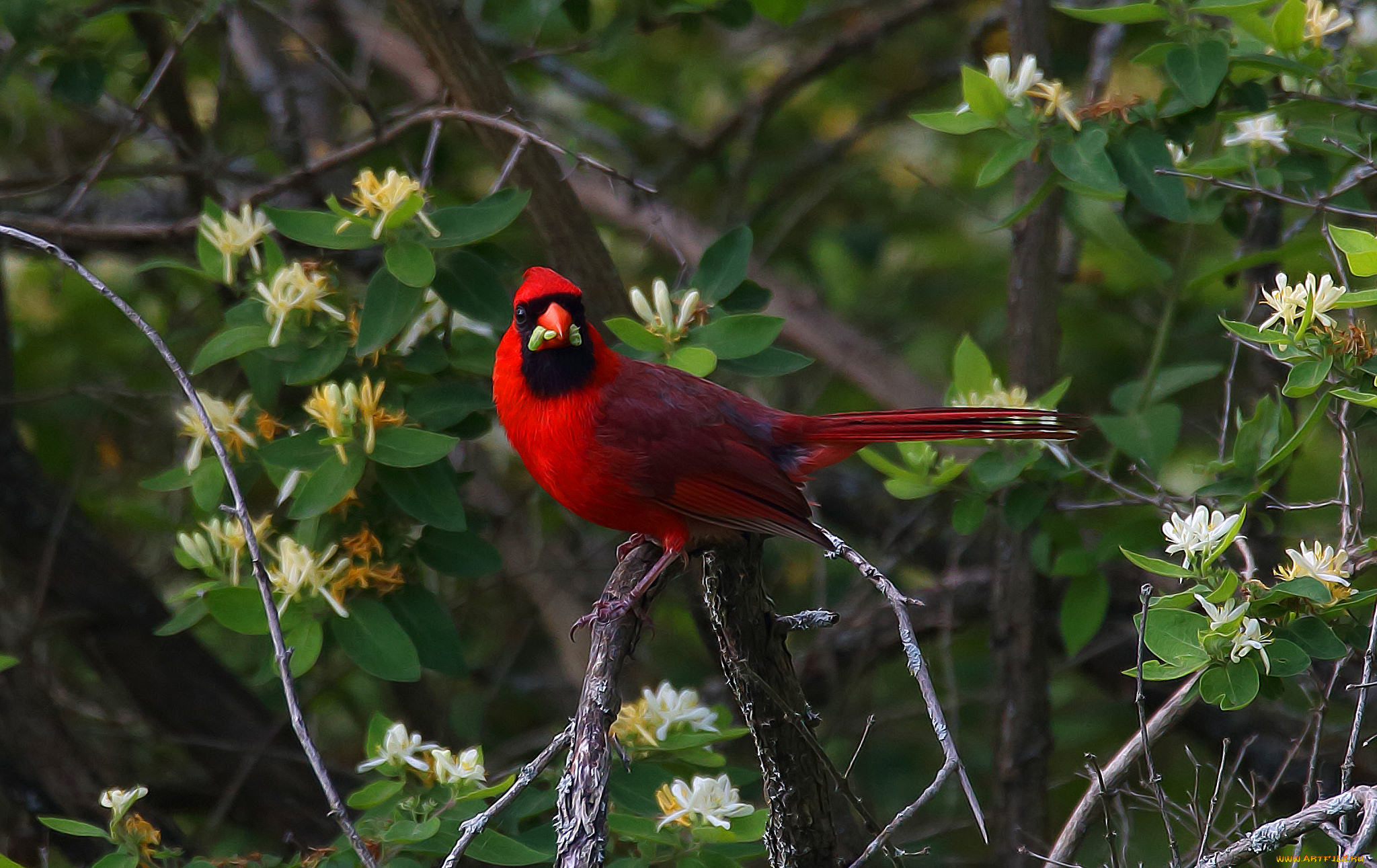 животные, птицы, птица, клюв, перья, окрас