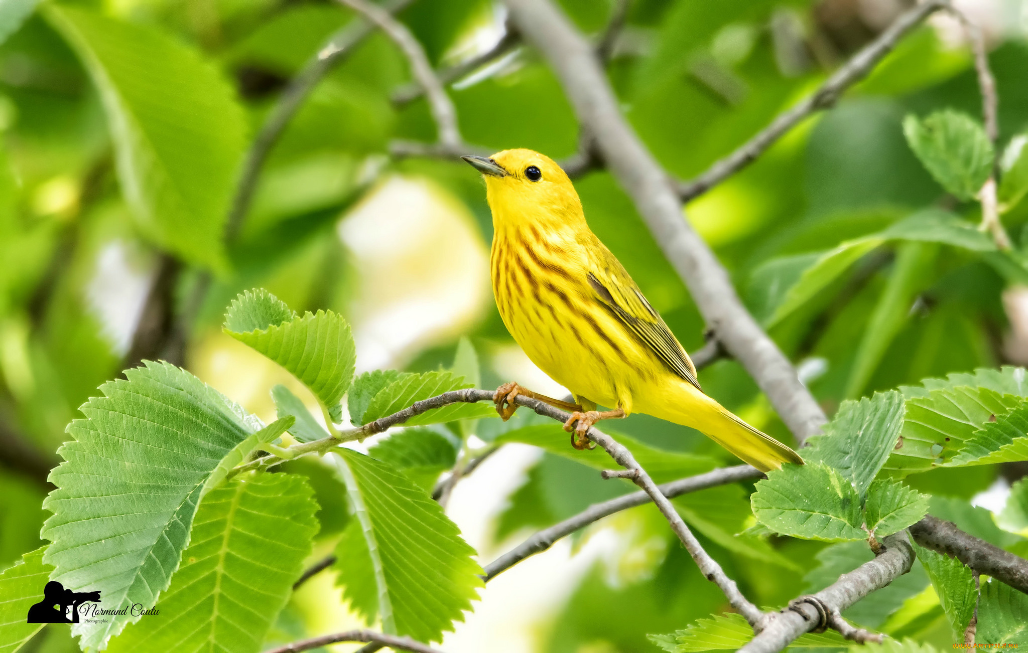 животные, птицы, птица, окрас, перья