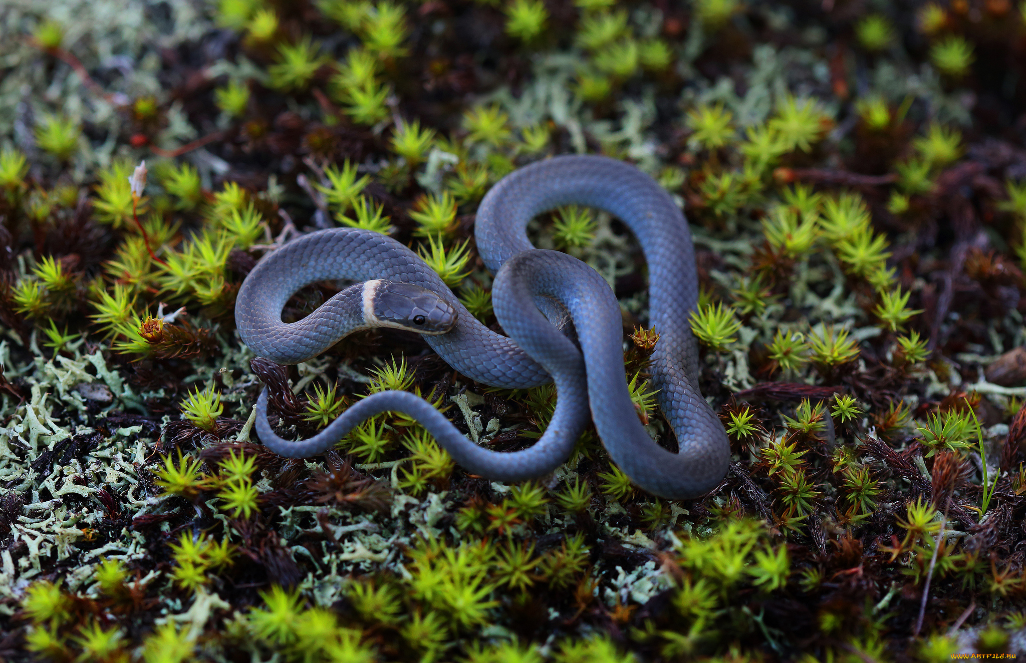 животные, змеи, , питоны, , кобры, окрас, змея