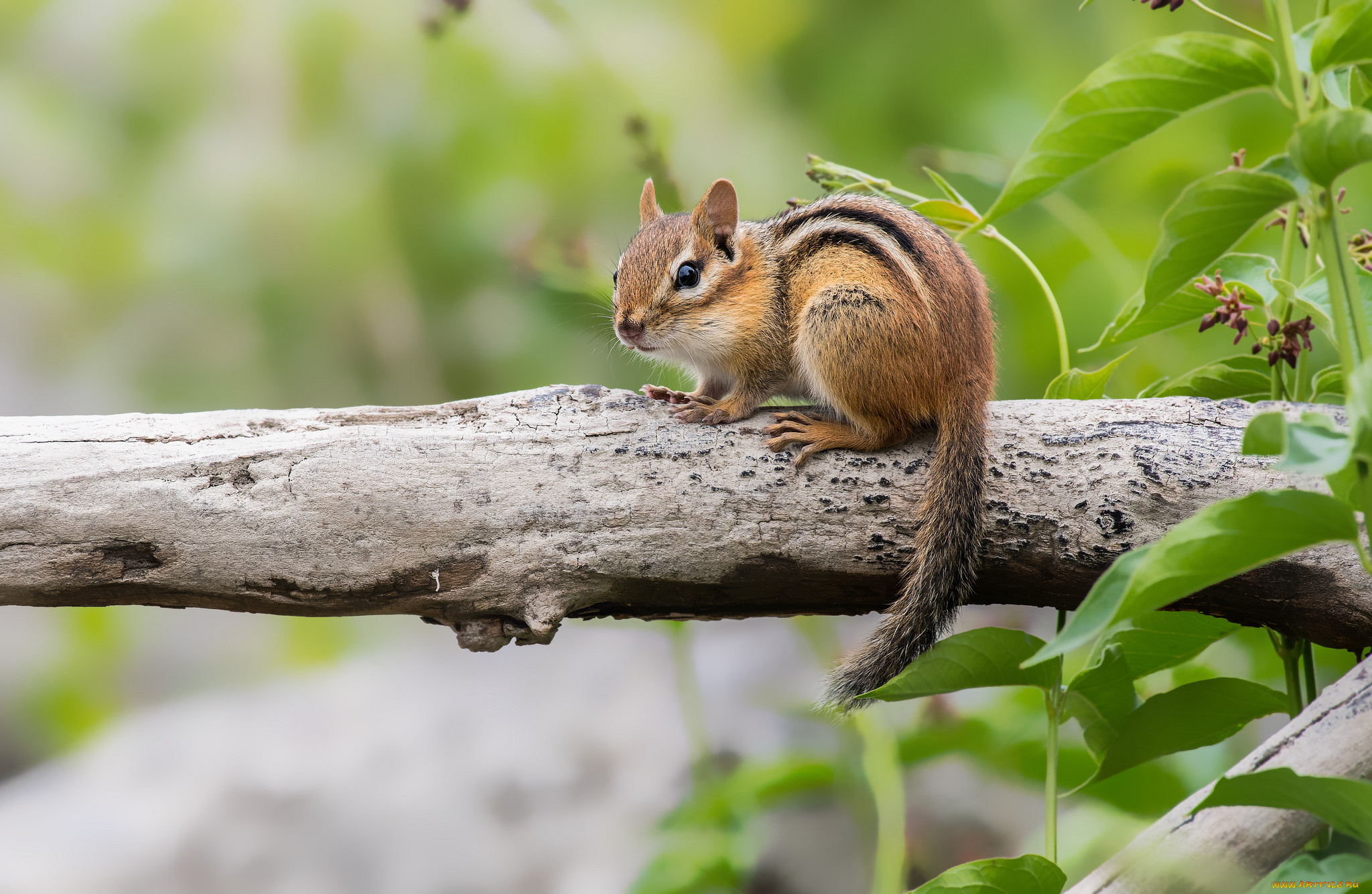 животные, бурундуки, бурундук, окрас, милый
