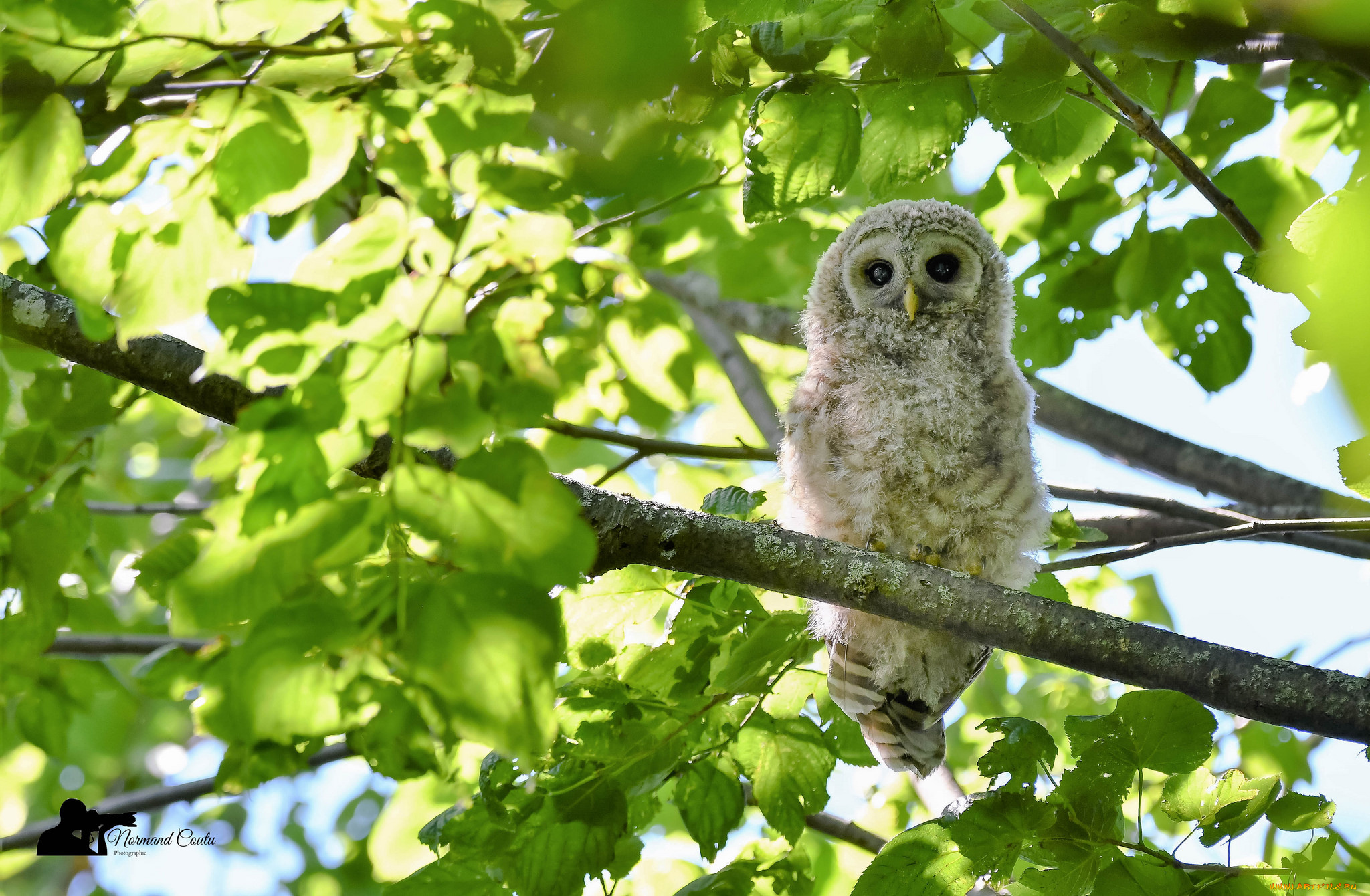животные, совы, птица, окрас, перья, сова