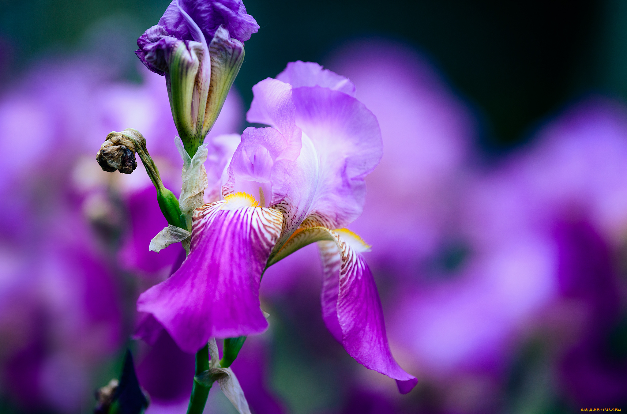 цветы, ирисы, петушок, цветение, лепестки