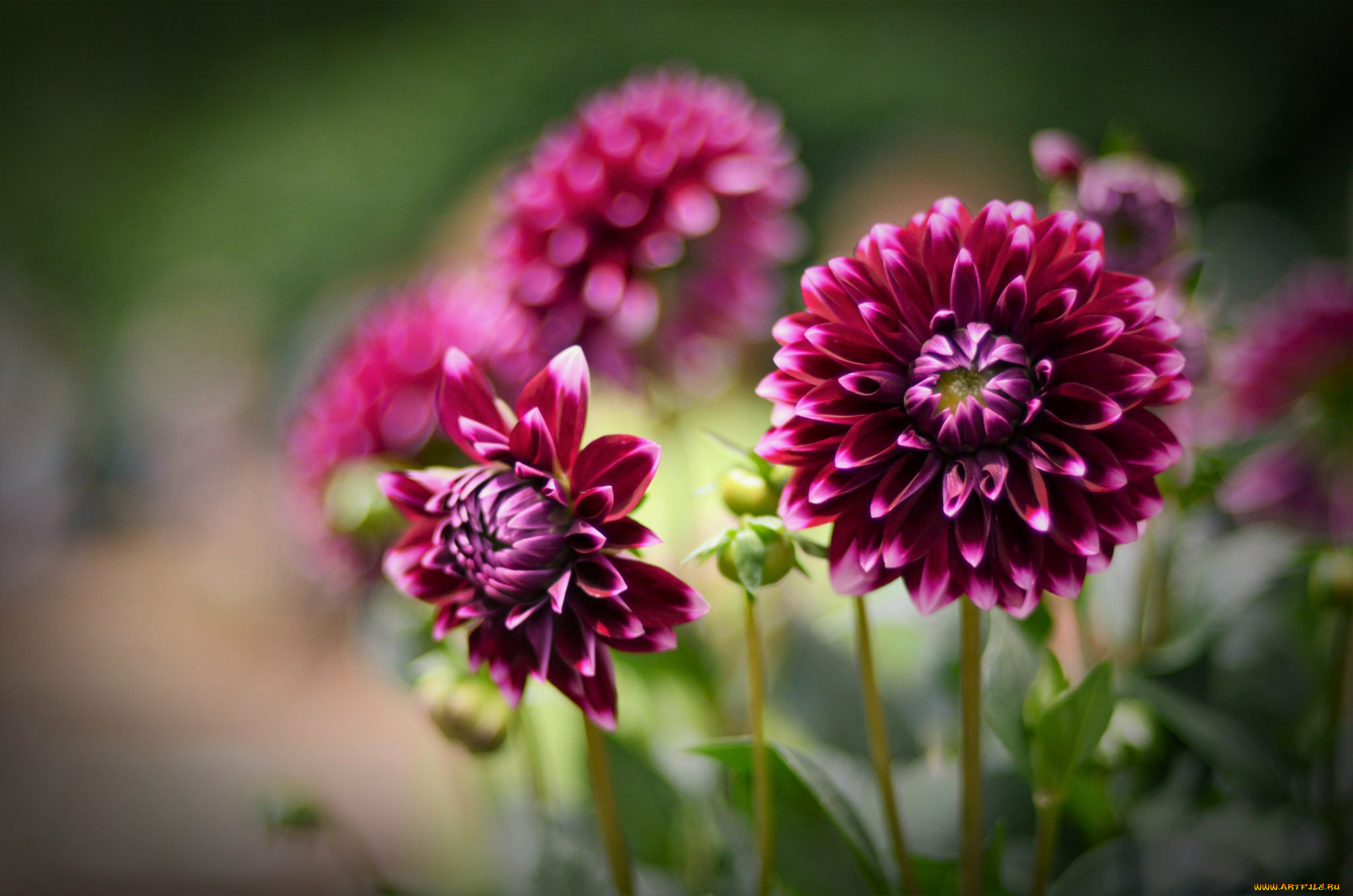 цветы, георгины, георгин, цветение, бутоны, лепестки