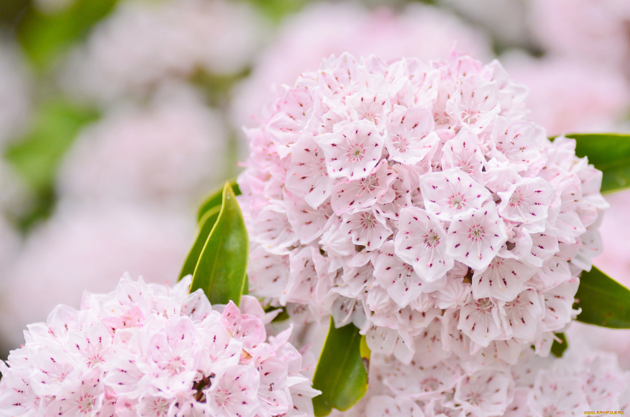 цветы, нежность