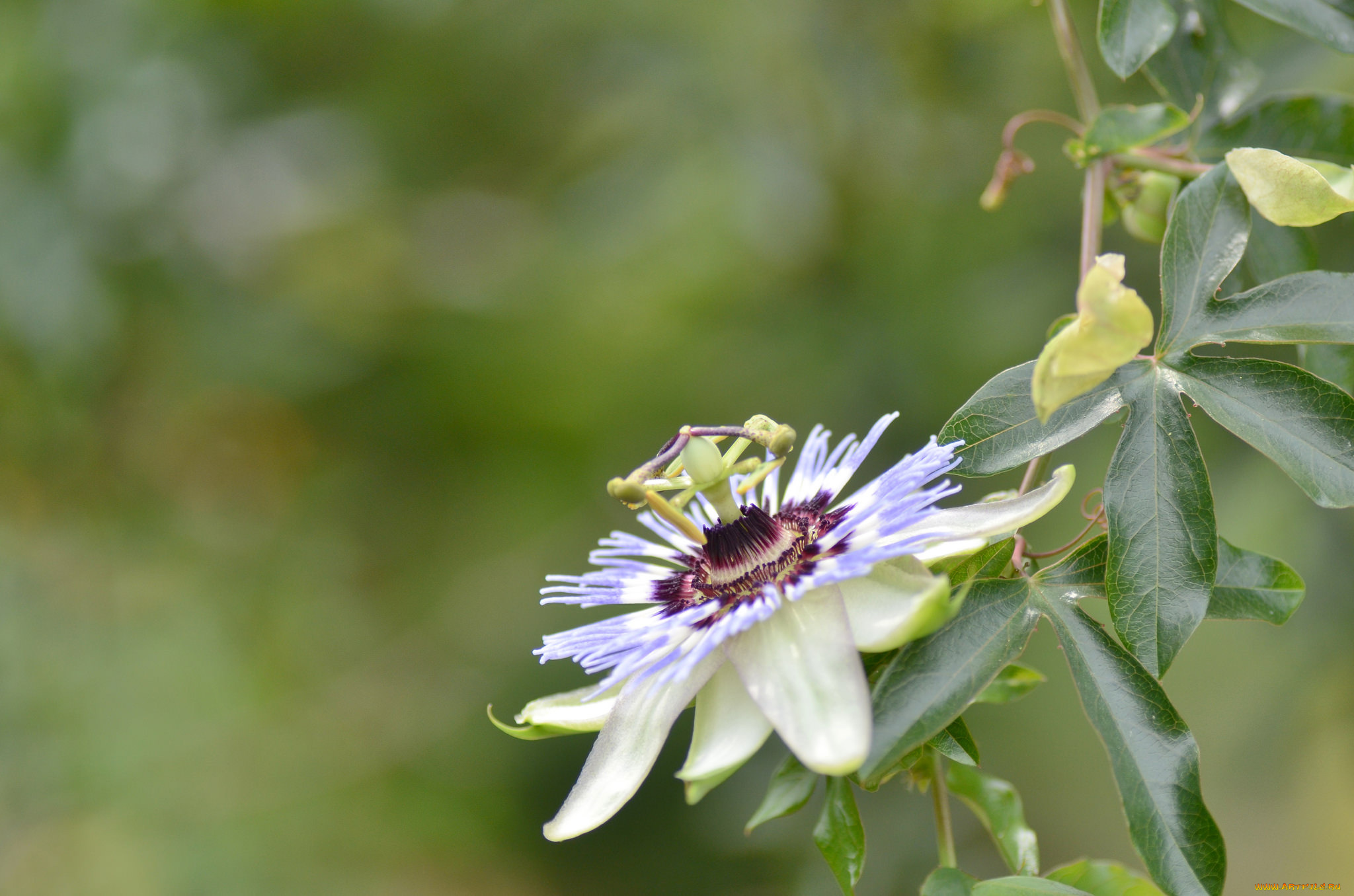 цветы, пассифлора, цветение