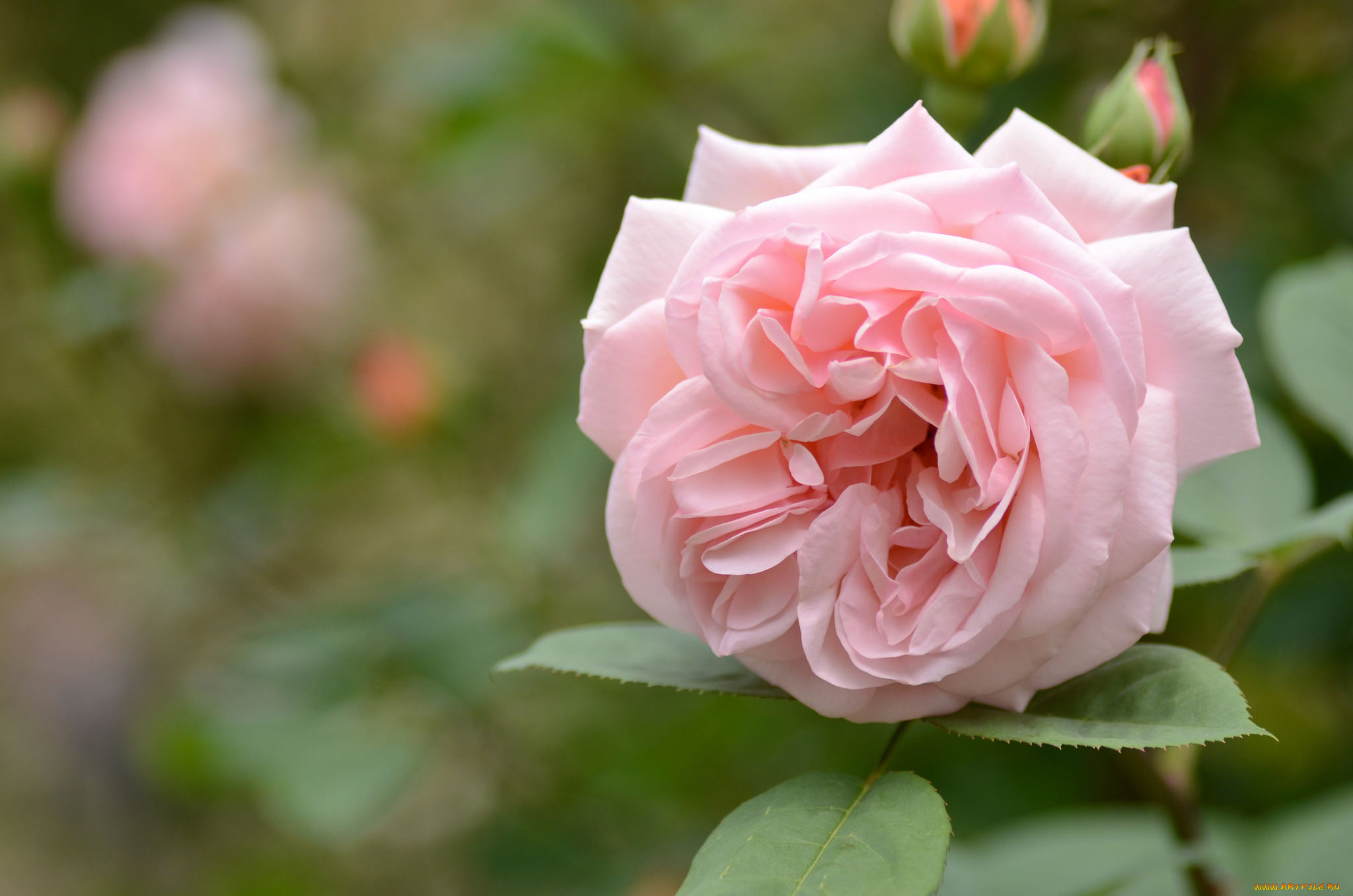 цветы, розы, роза