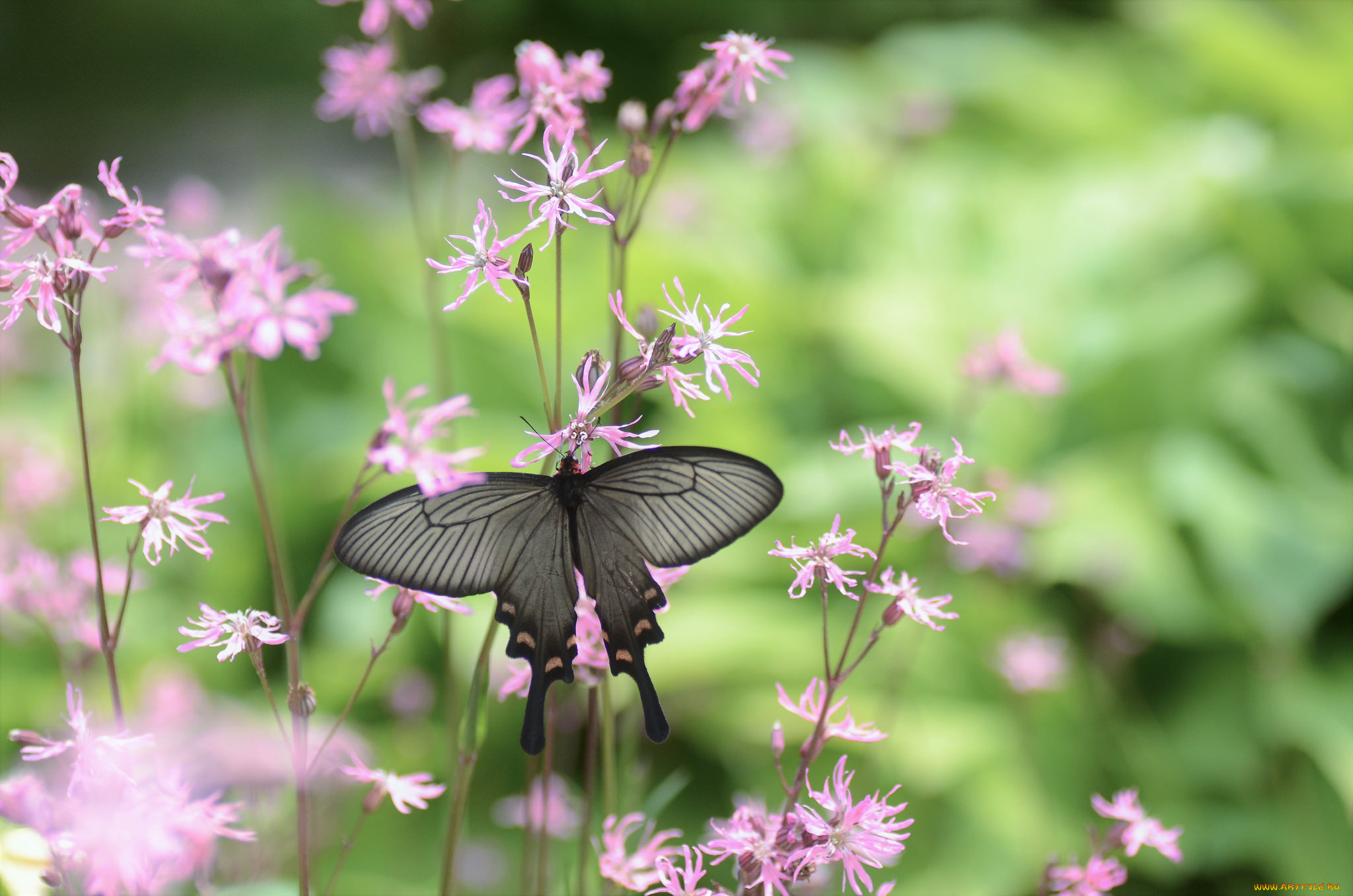 животные, бабочки, , мотыльки, , моли, бабочка