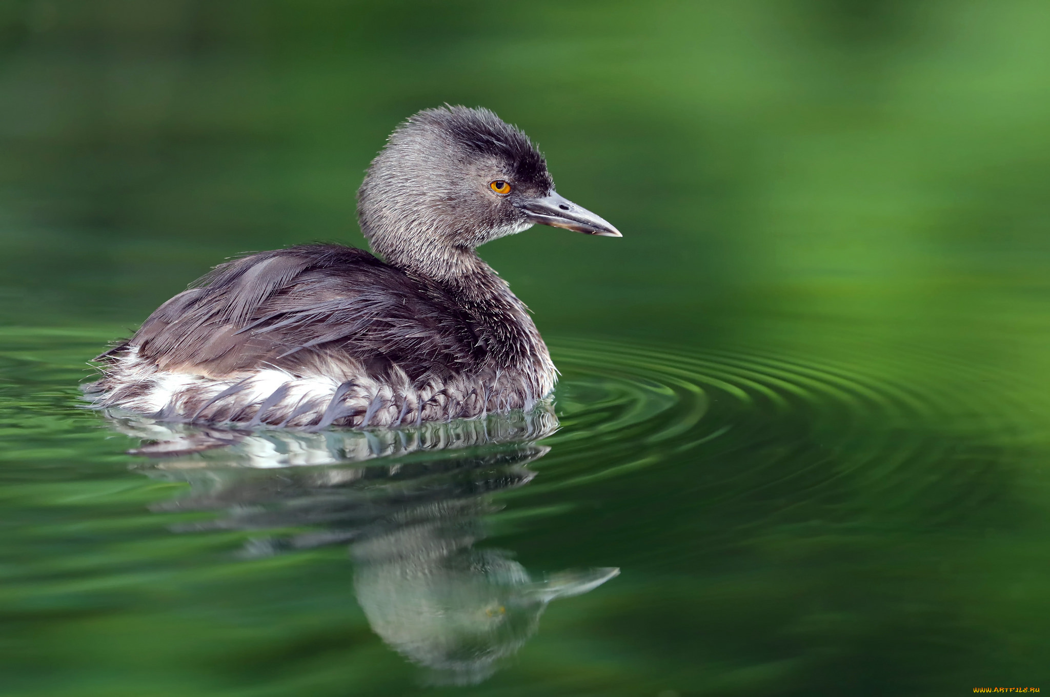животные, птицы, птица, клюв, перья