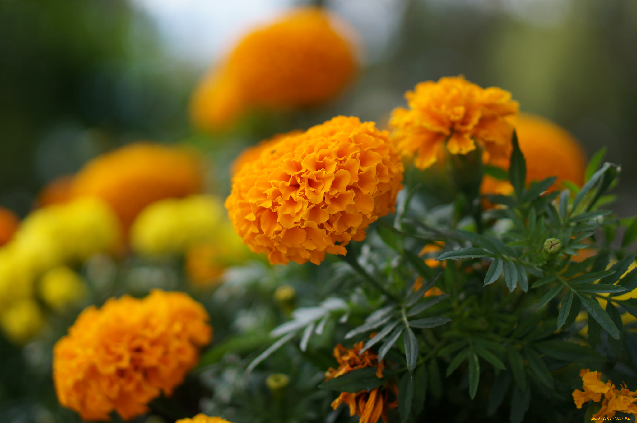 цветы, бархатцы