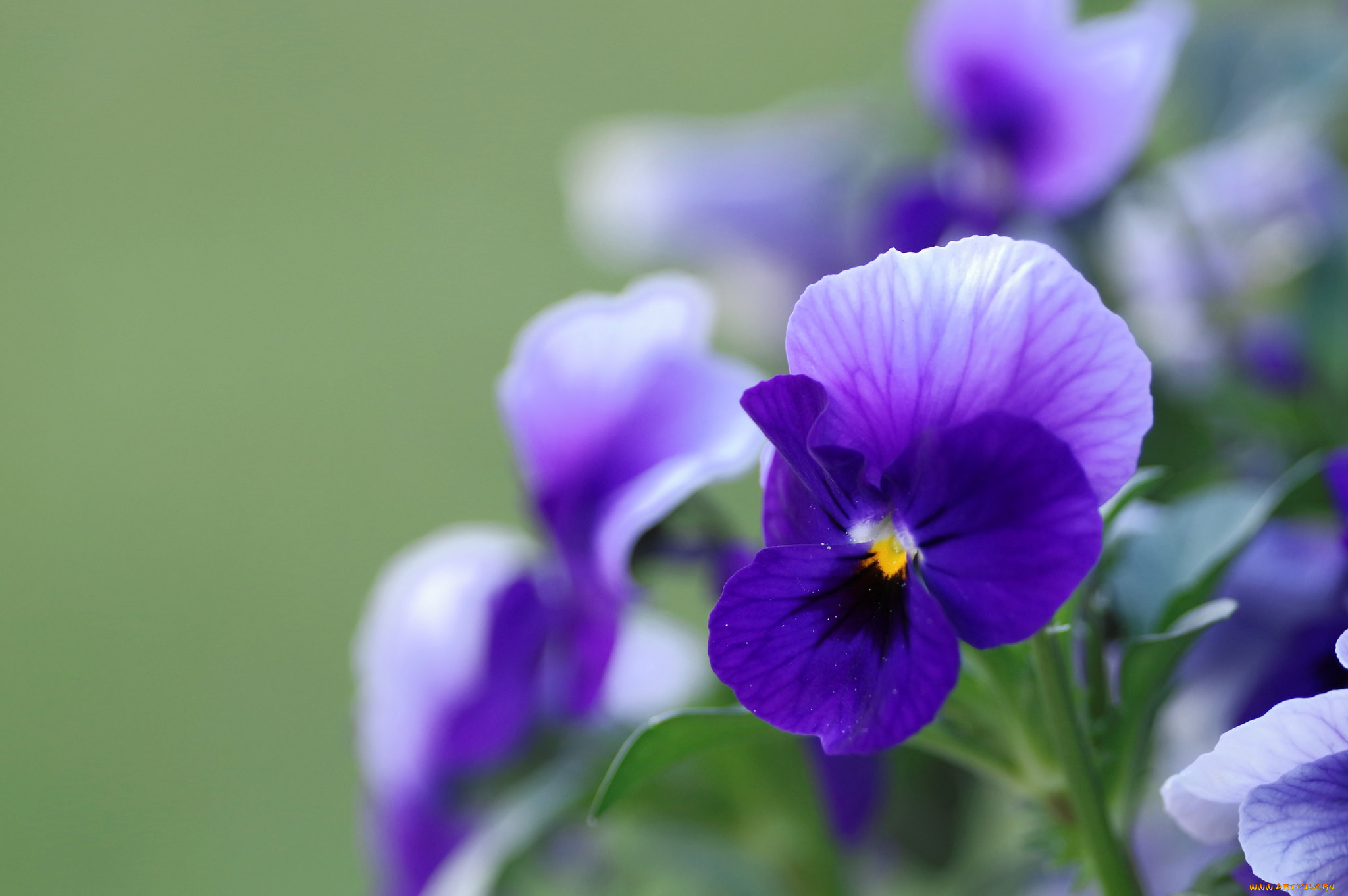 цветы, анютины, глазки, , садовые, фиалки, анюткины, глазки, цветение