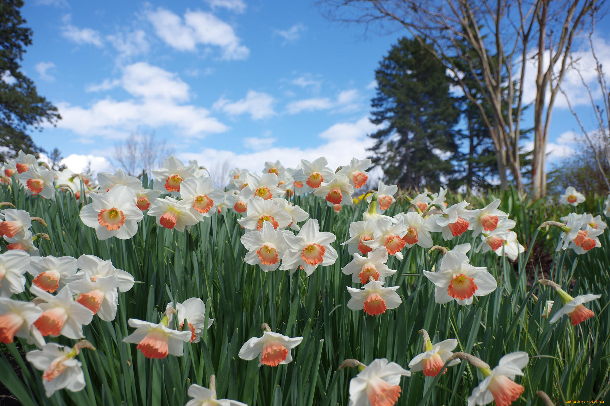 цветы, нарциссы, цветение, лепестки