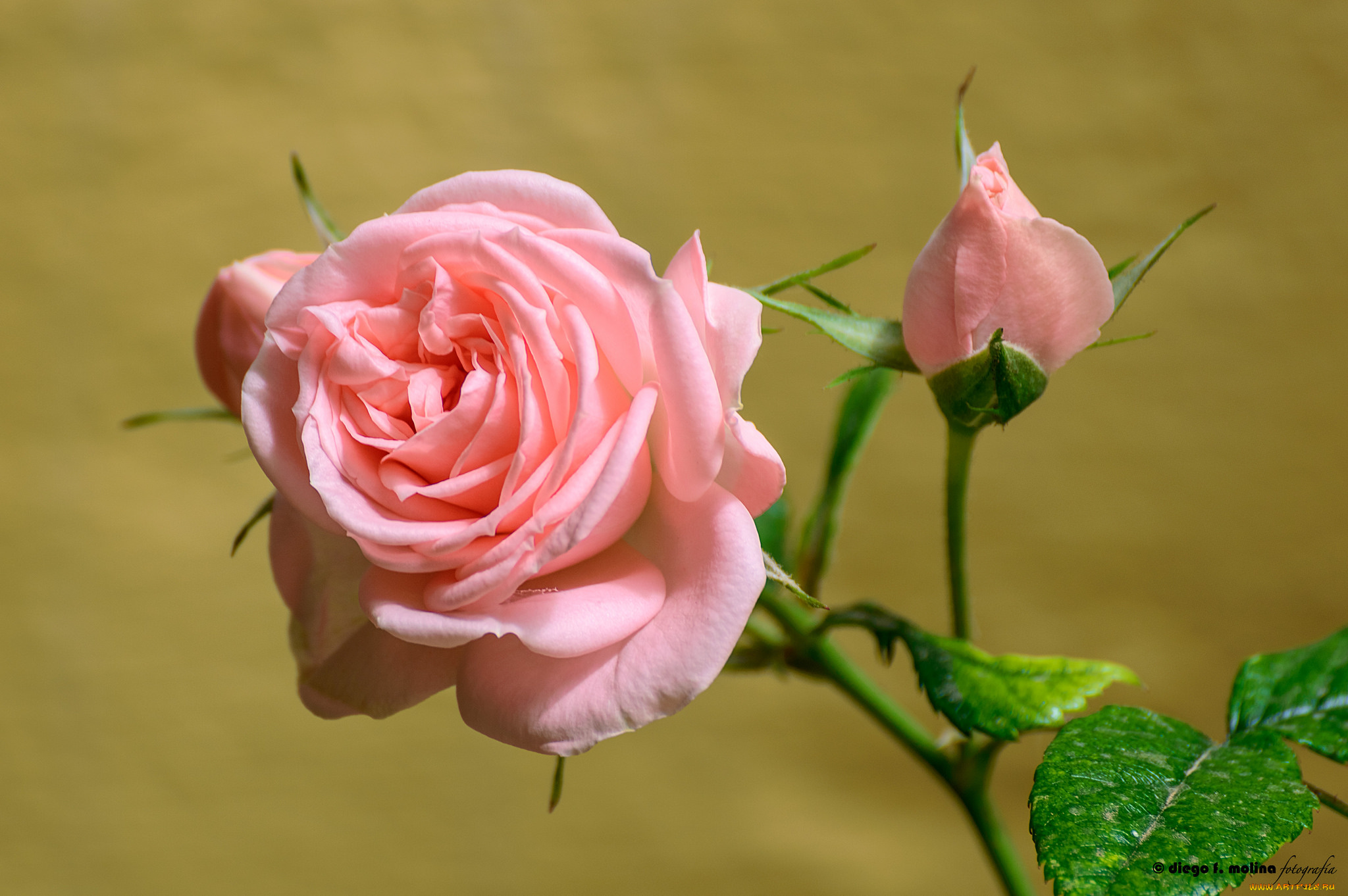 цветы, розы, blossoms, leaves, petals, bud, rose, цветение, листья, лепестки, роза, бутон